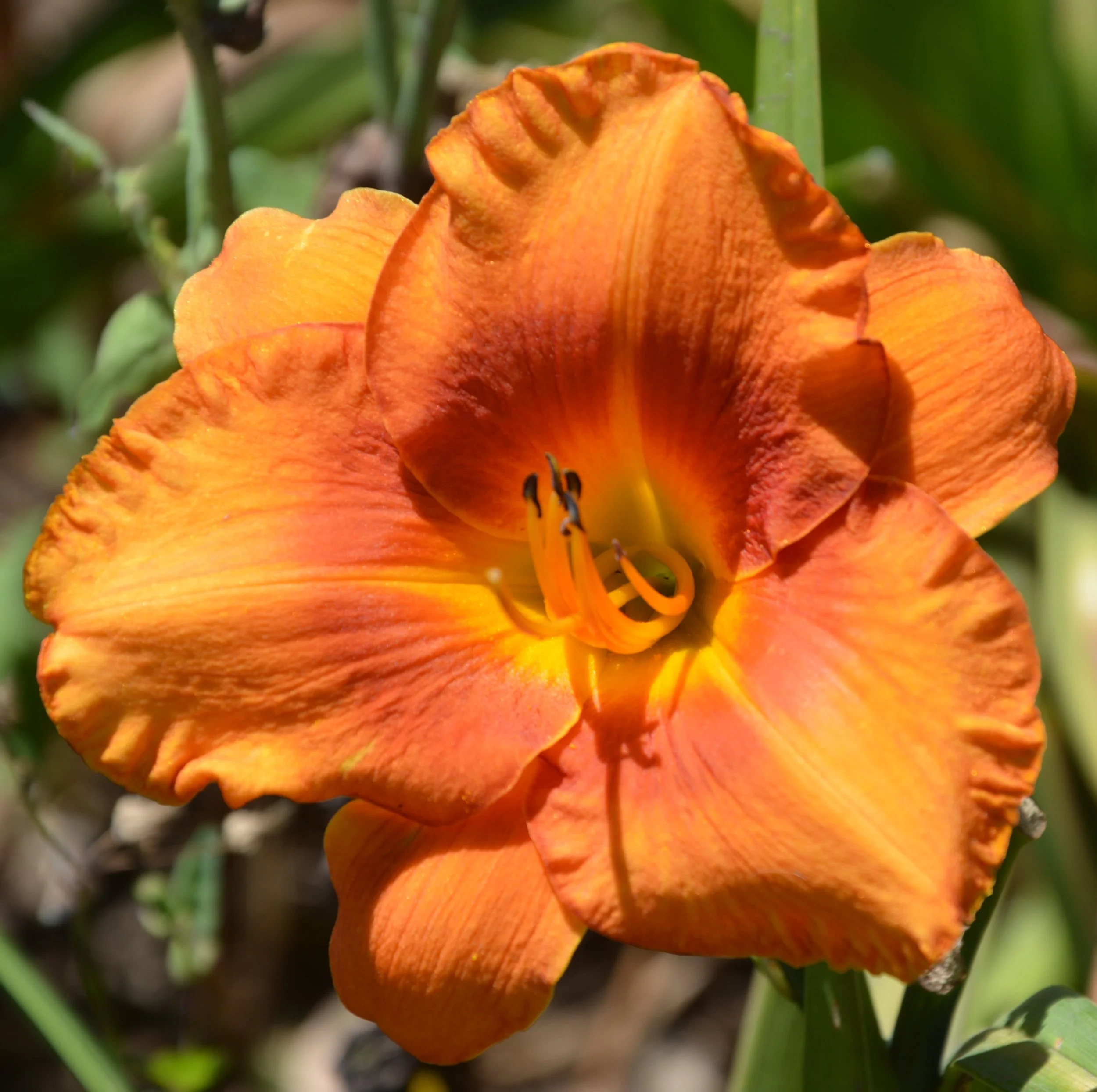 Country Colors (24).JPG