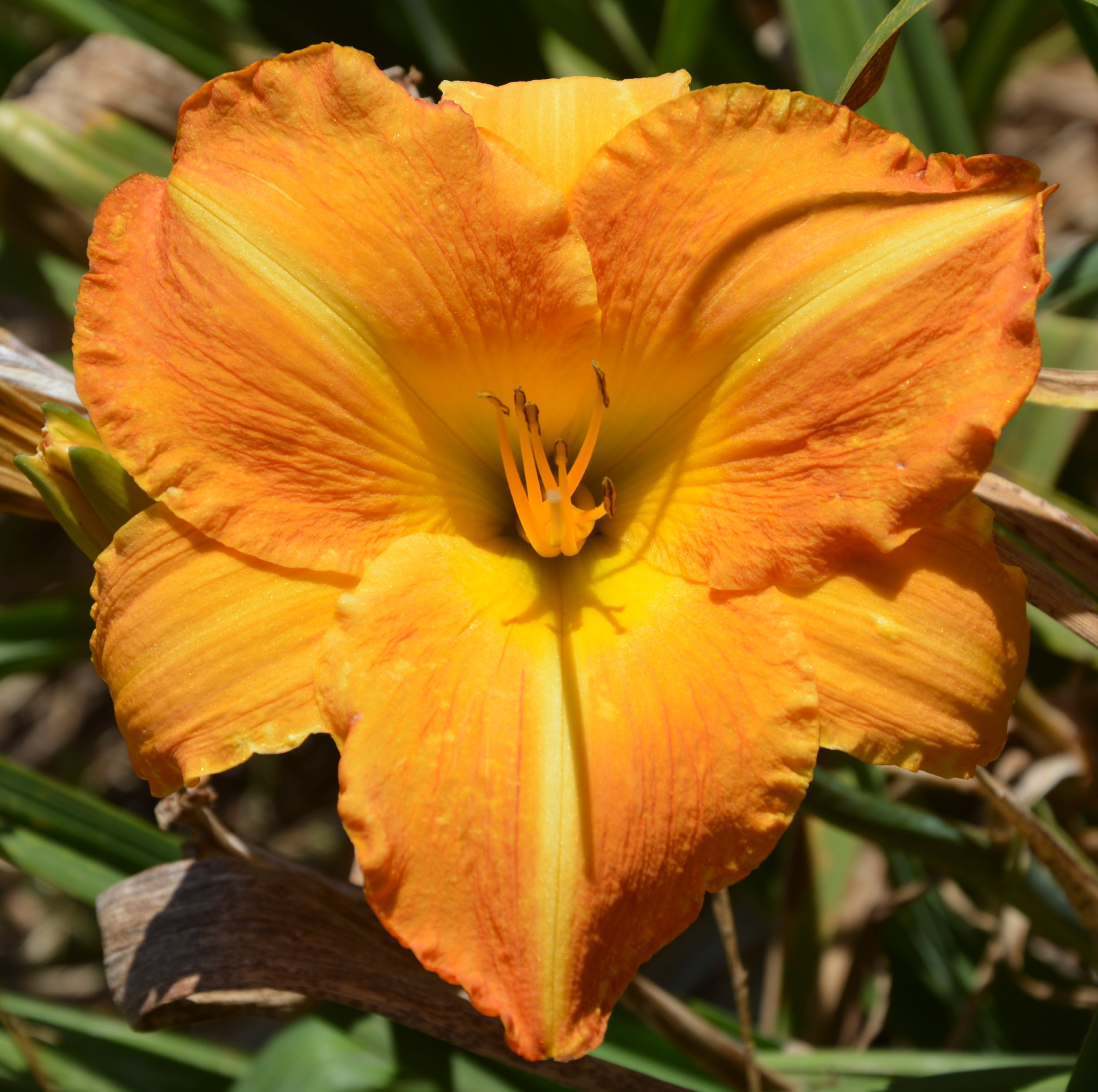 Barber of Seville (16).JPG