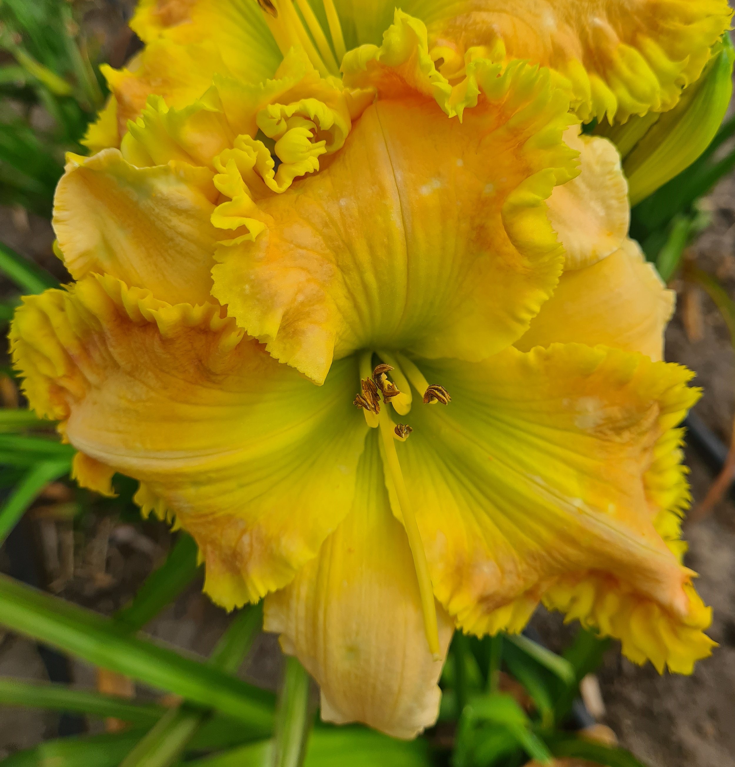 Chartreuse Wonder (11).jpg