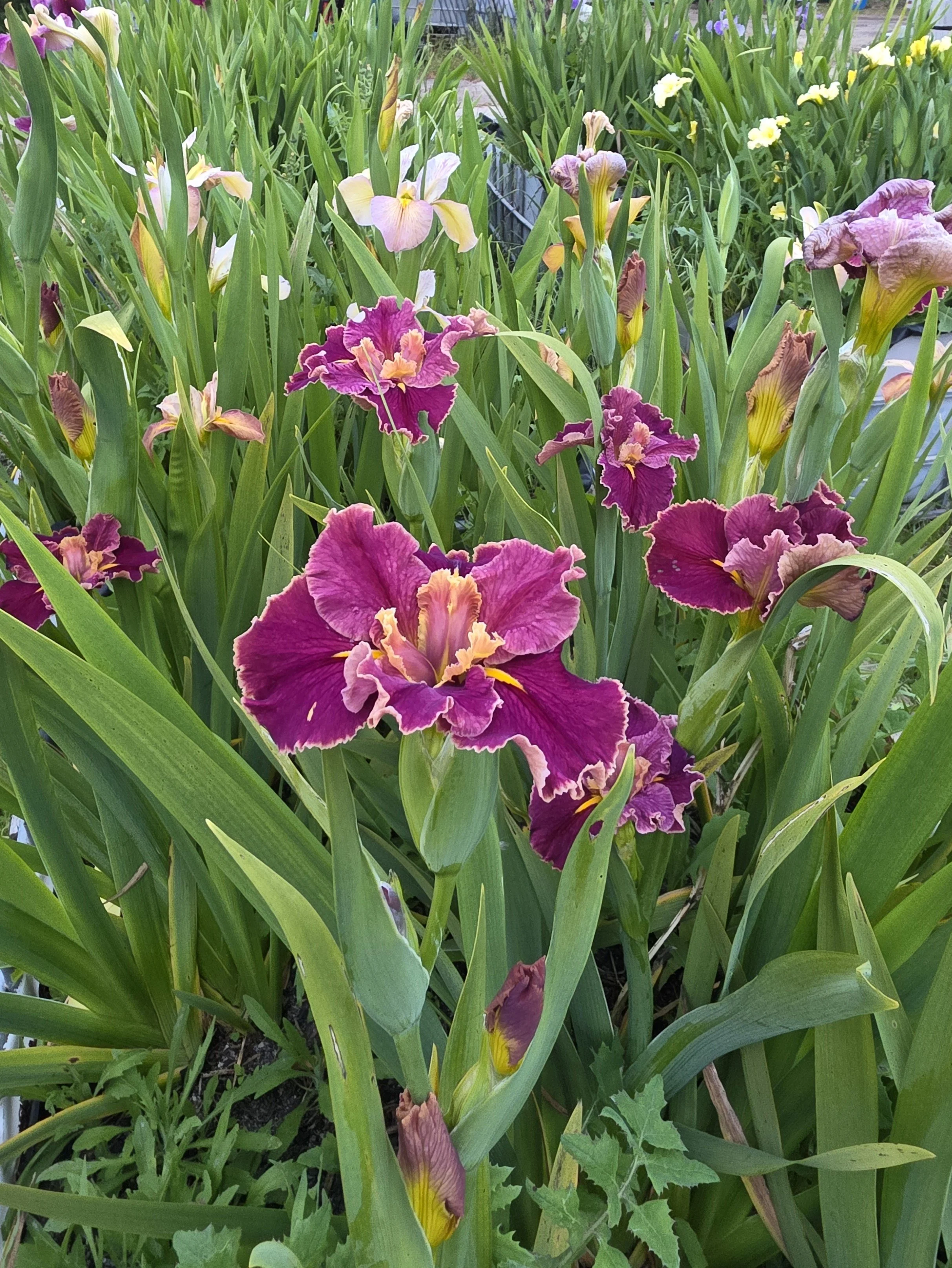 Catwalk Idol (70).jpg