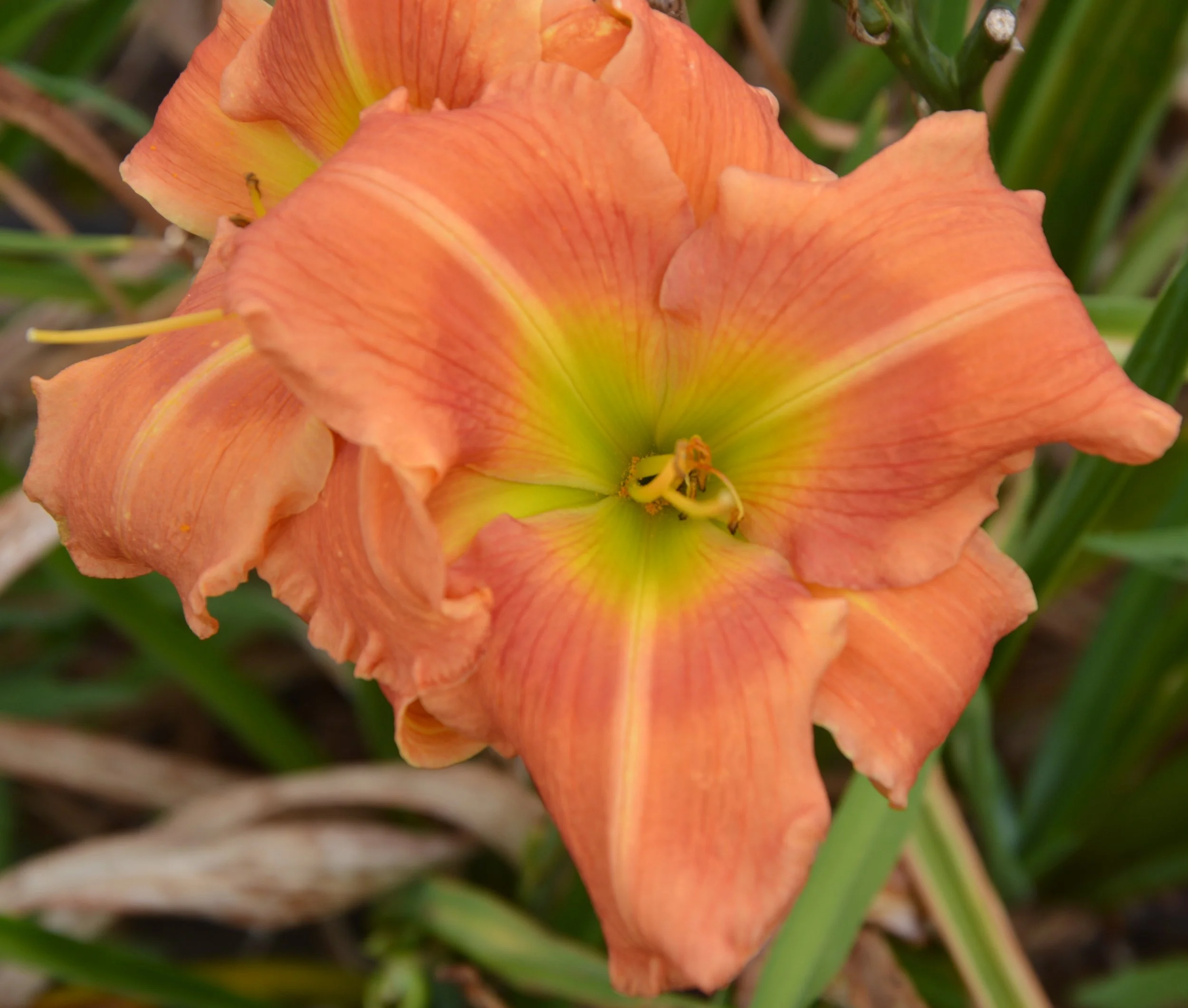 Country Colors (23).JPG