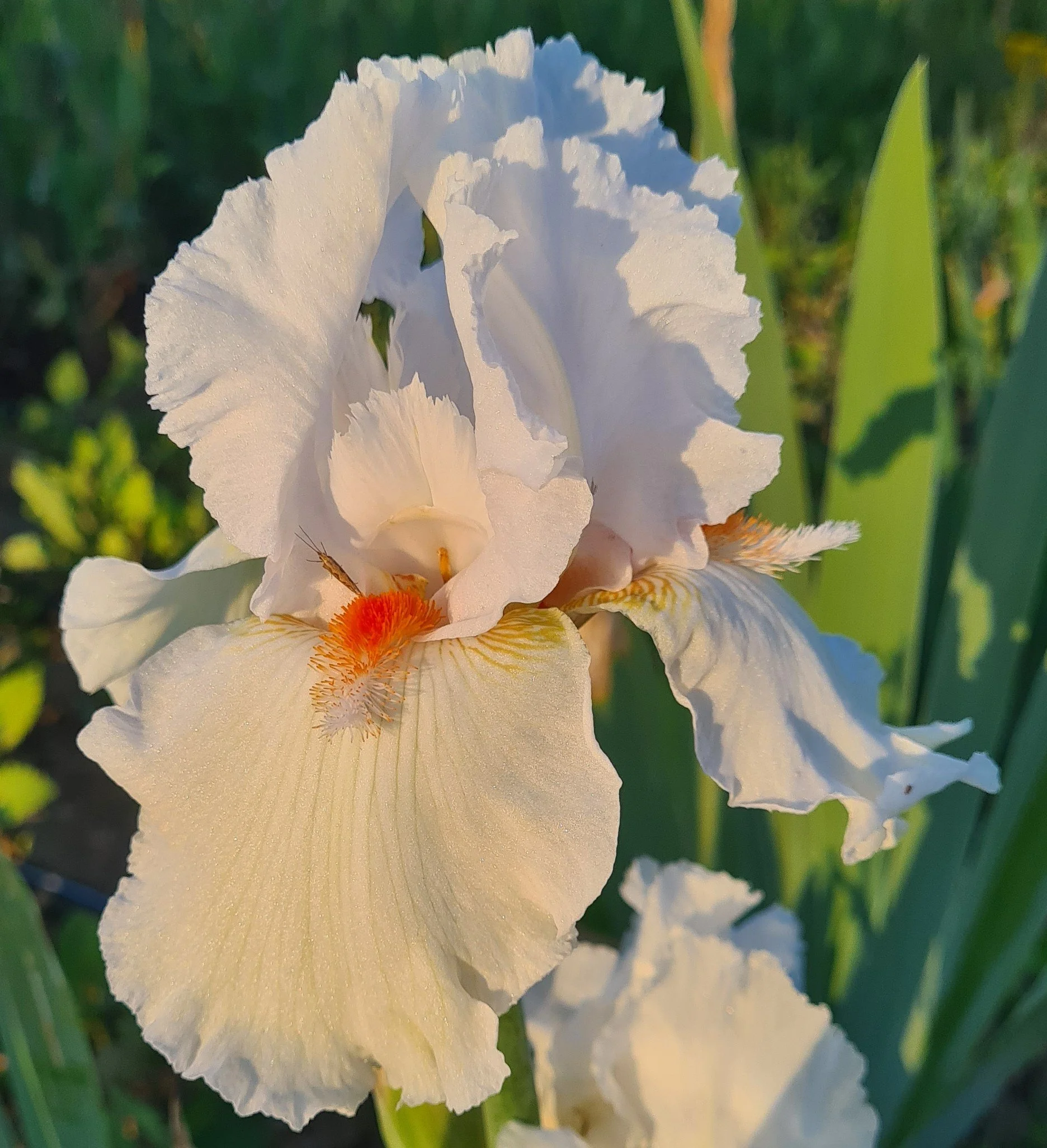 Surely White  (4).jpg