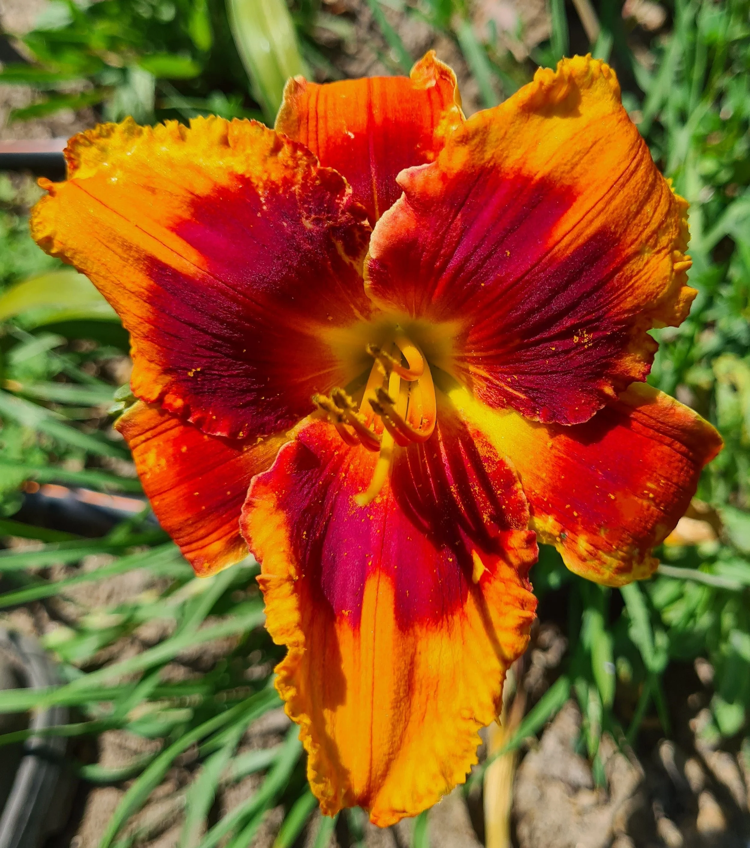 Frank Smith Not Fox Hunter  (3).jpg