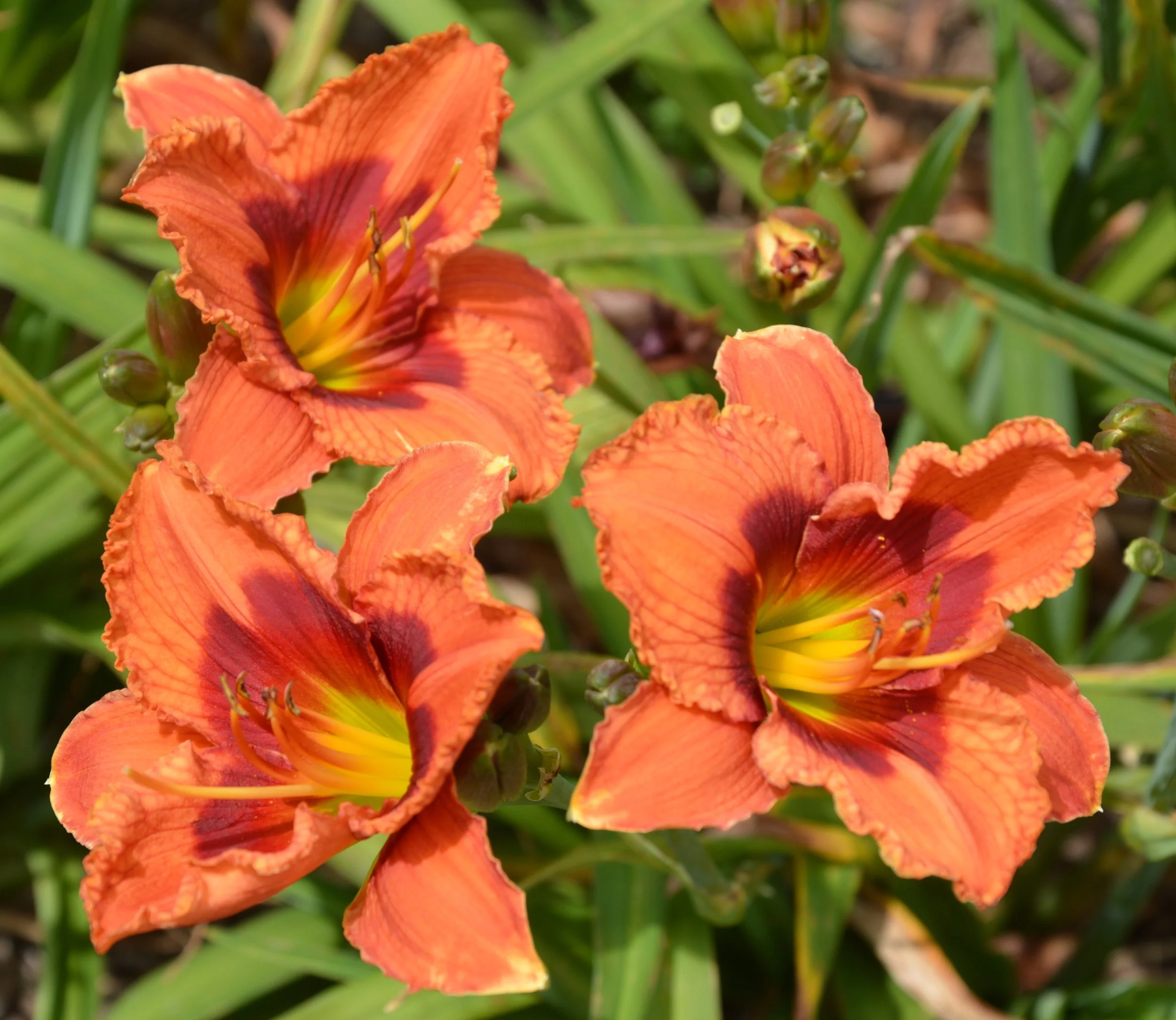 Bat Masterson (6).JPG