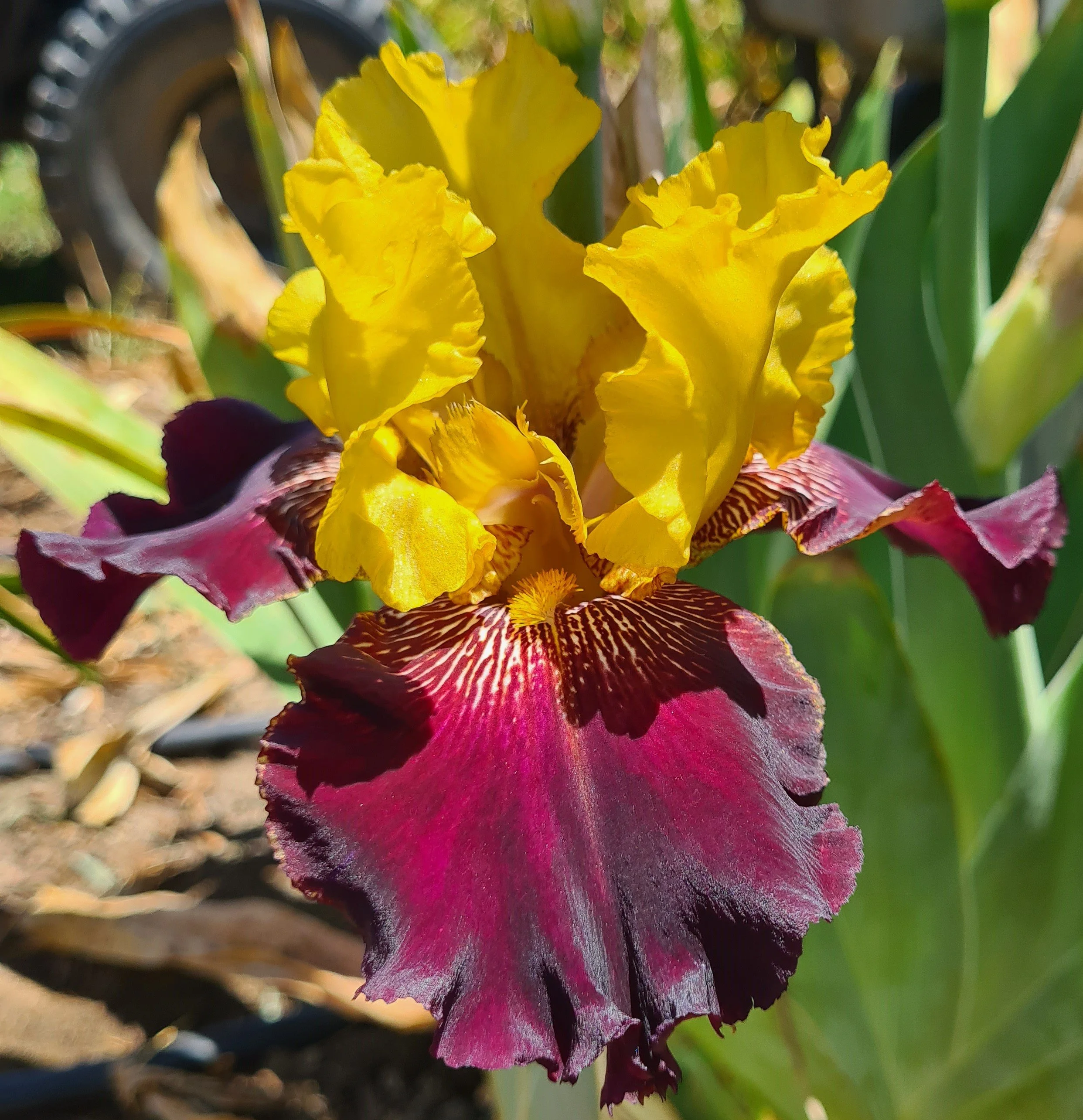 Amy's Flower not Explicit (6).jpg