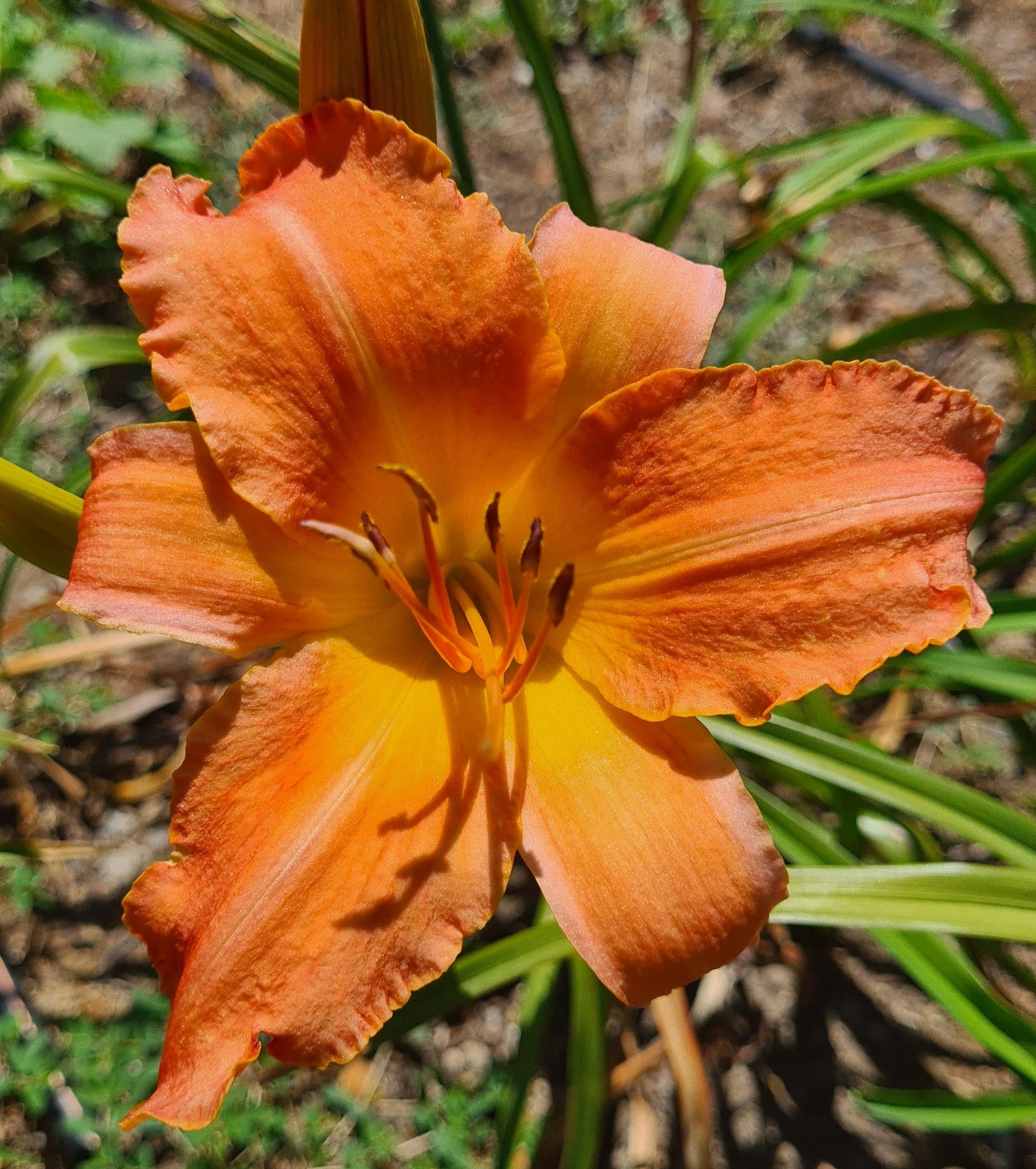 Buddhist Flame (1).jpg