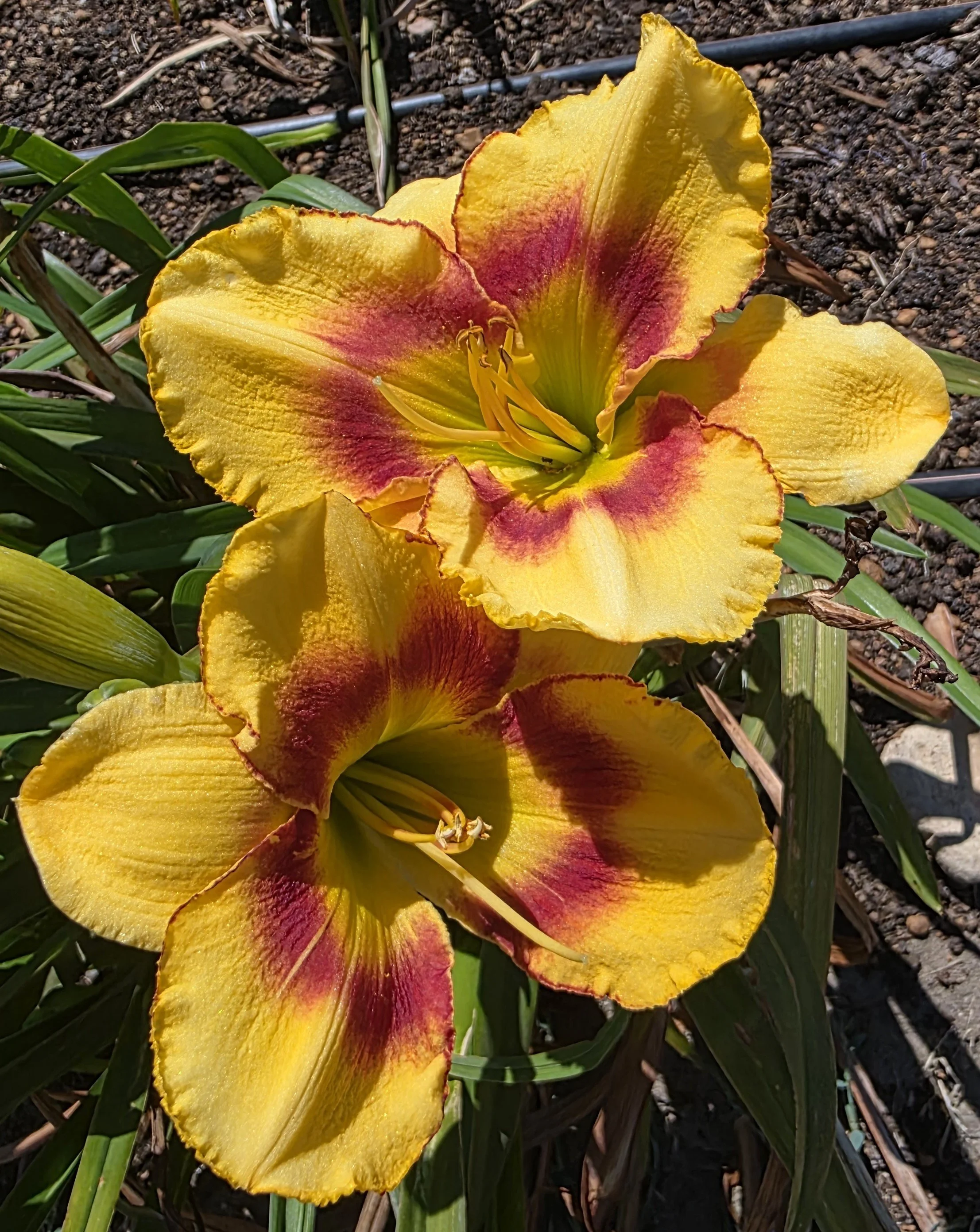 Harvard Yards (6).jpg