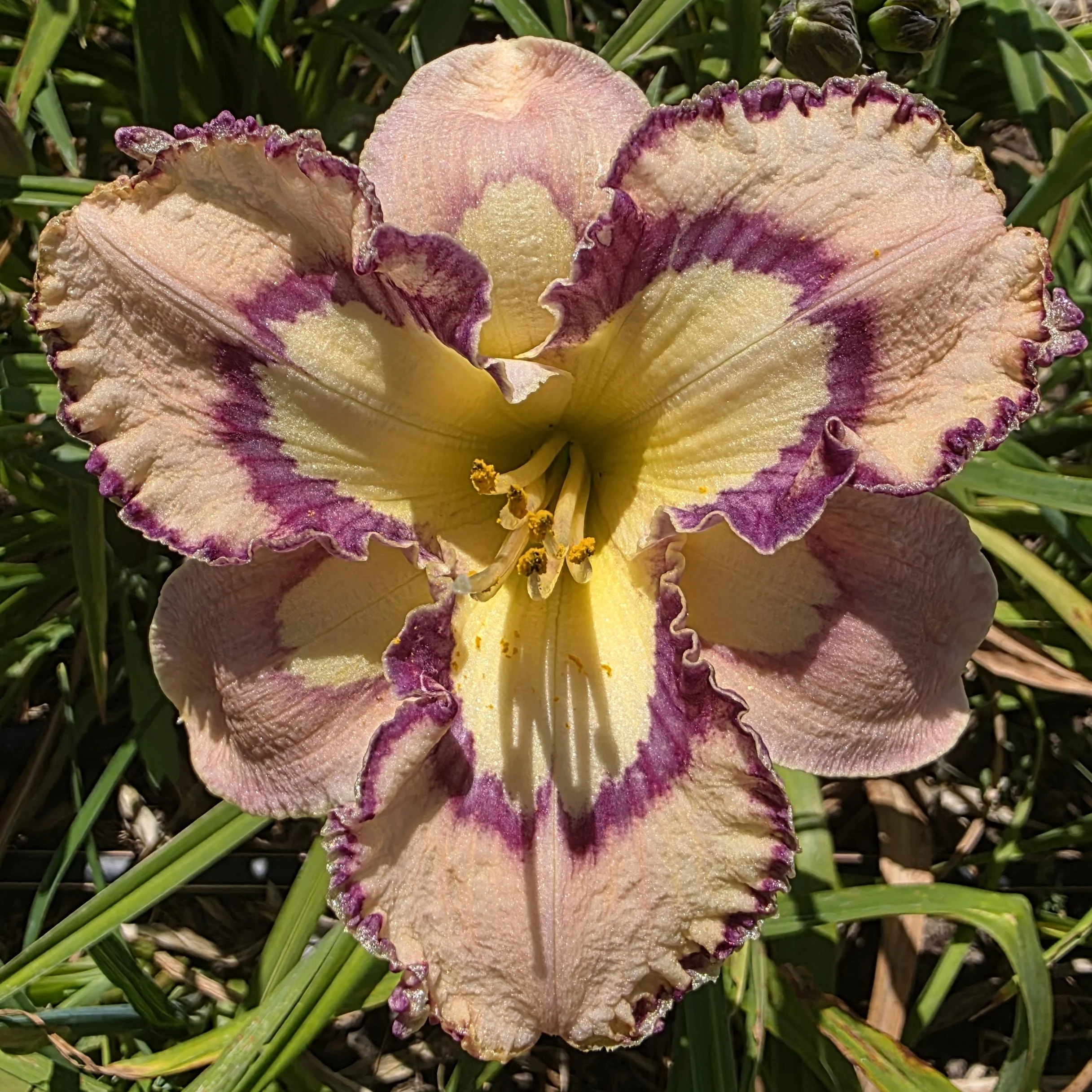 Bella Isabella (11).jpg