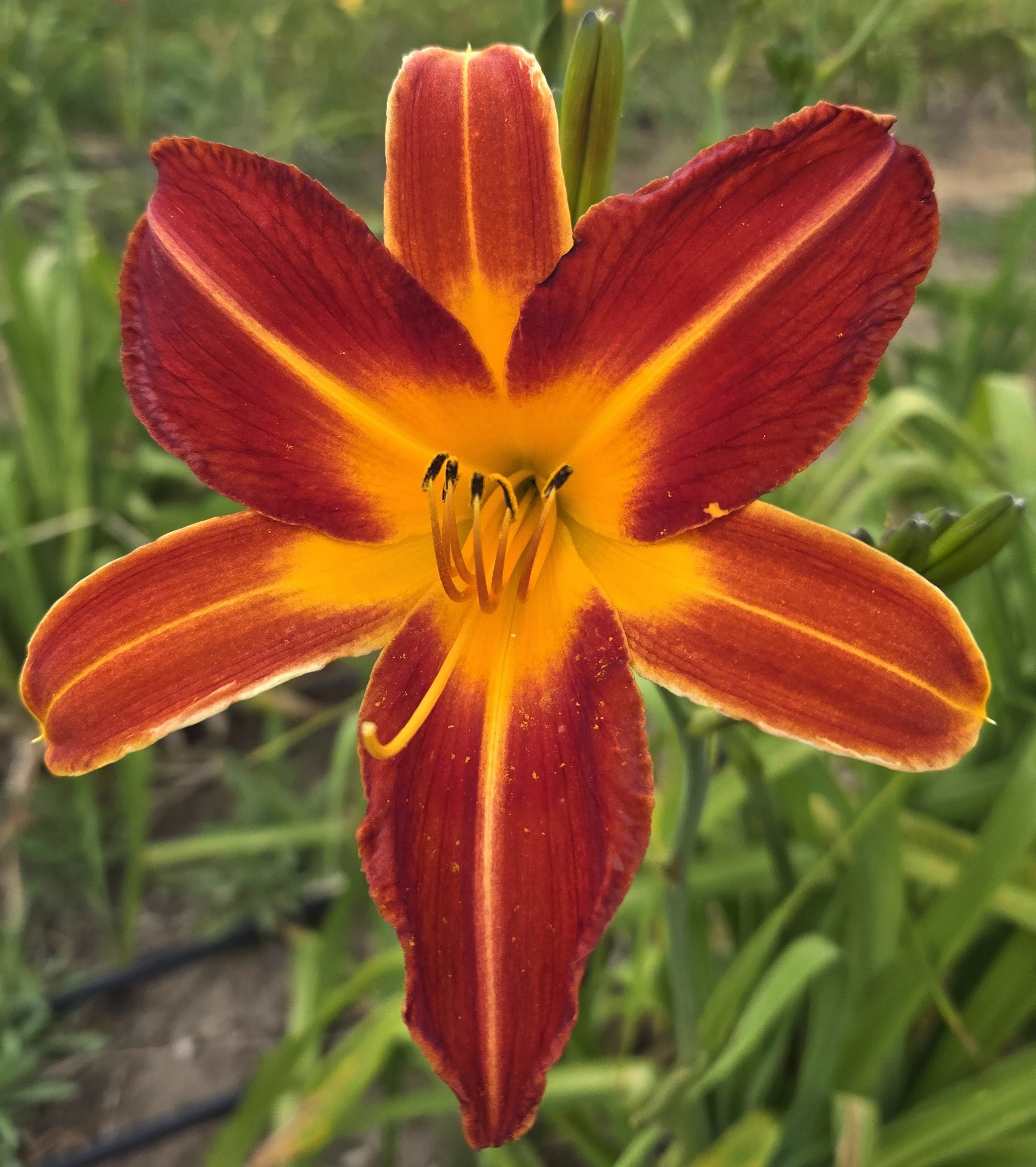 Chanticleer (10).jpg