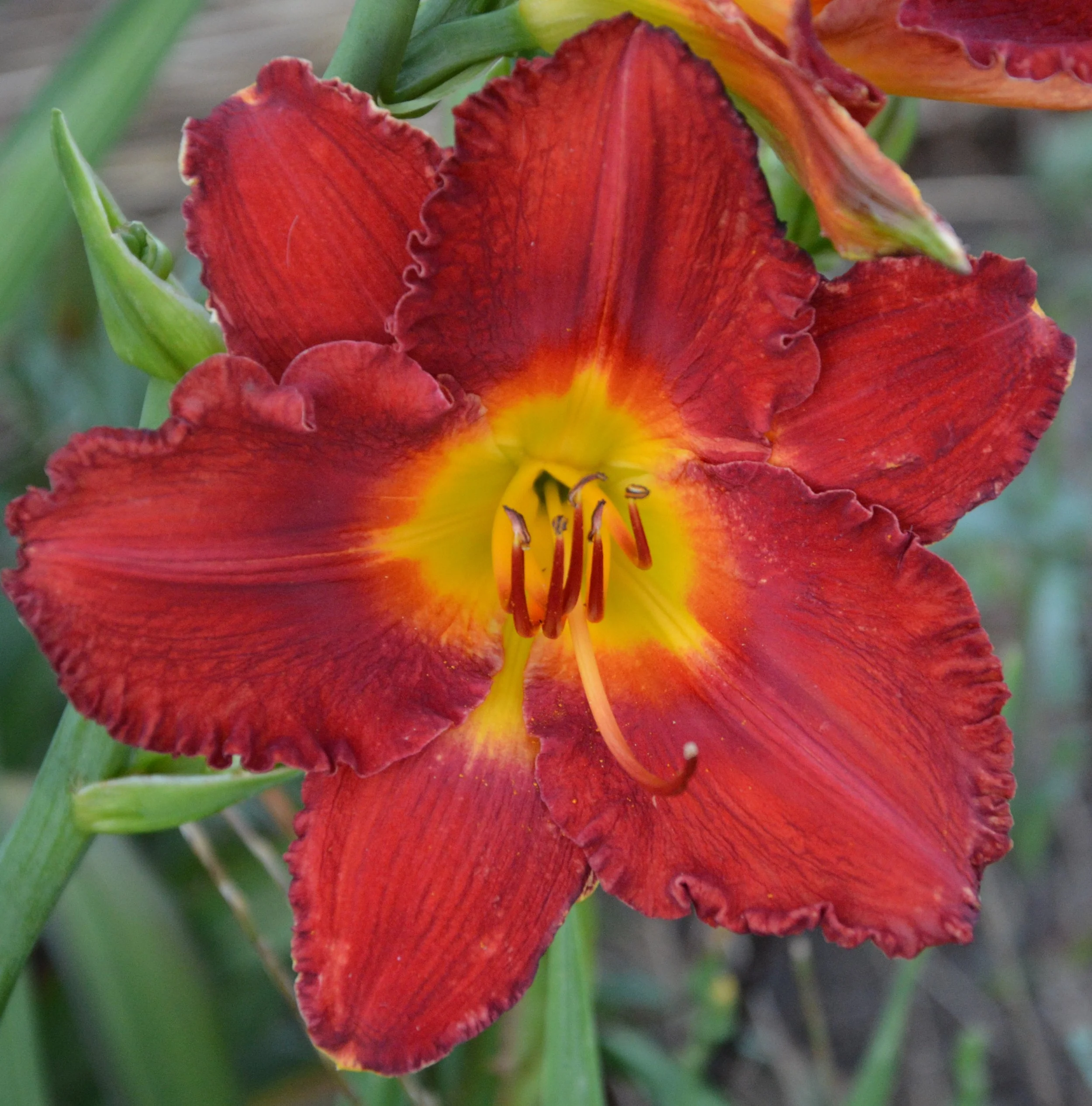 Out Back Red (4).JPG