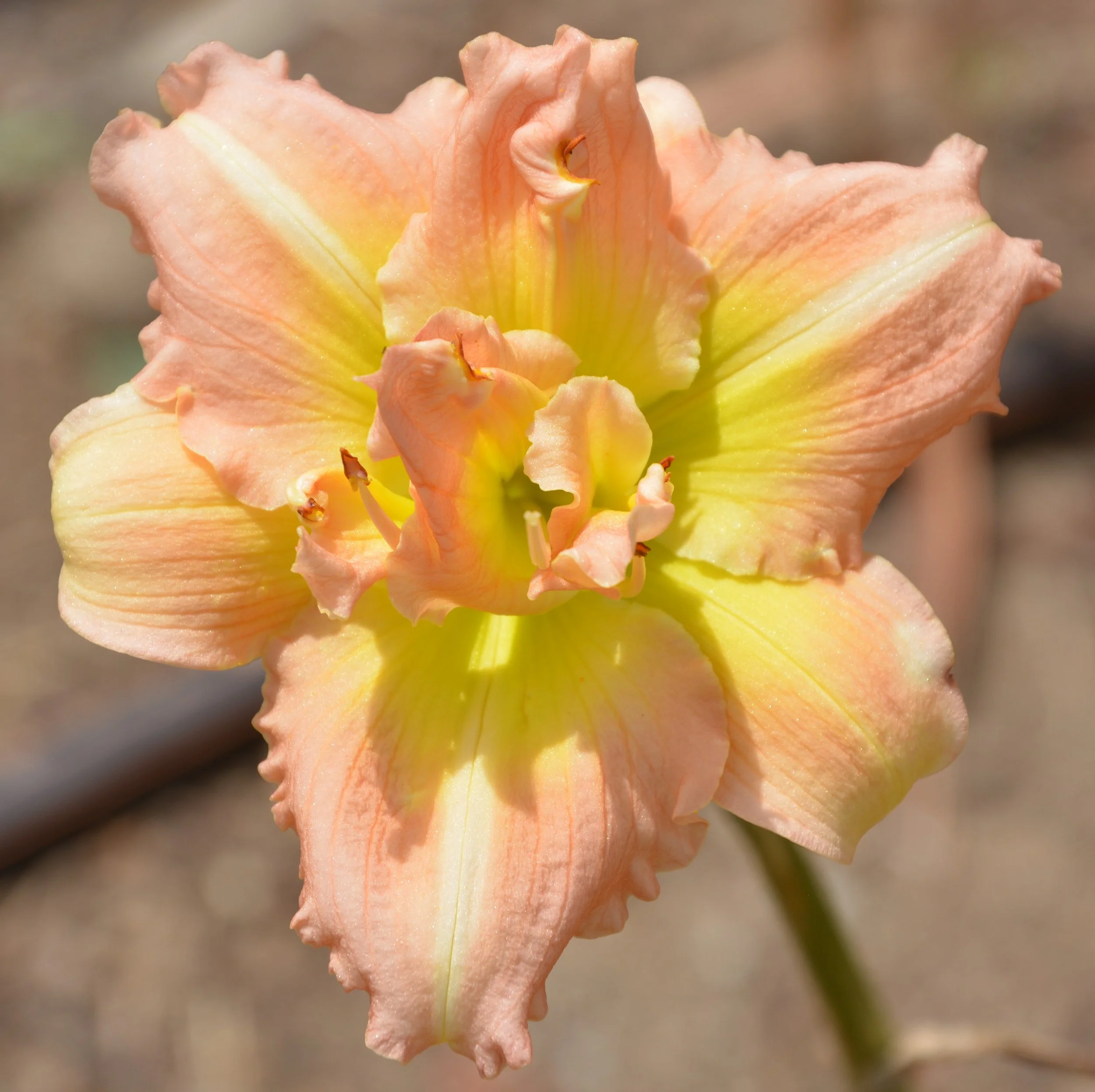 Bobbie Gerold (4).JPG