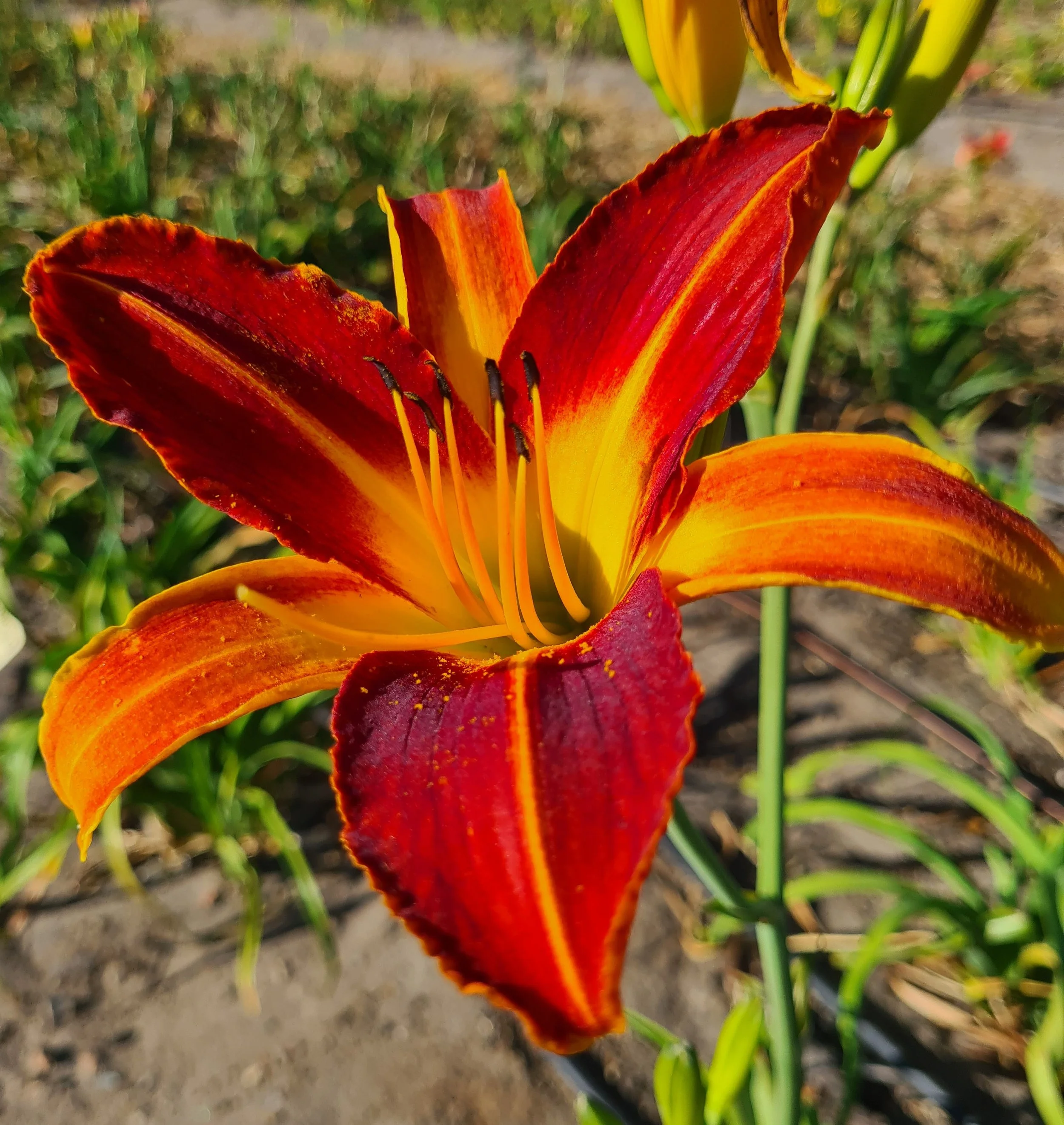 Chanticleer  (3).jpg