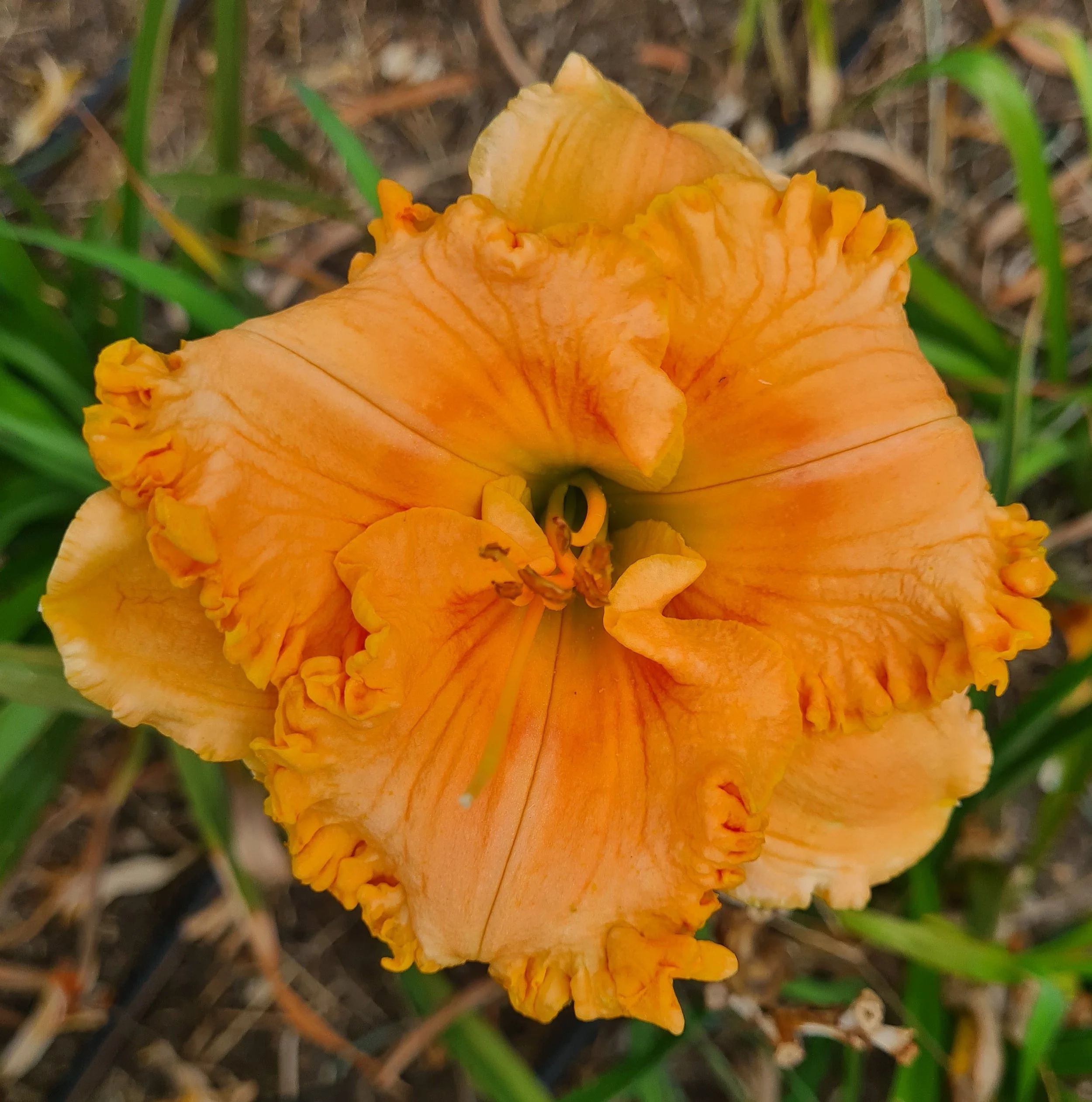 Pineapple Moon (5).jpg