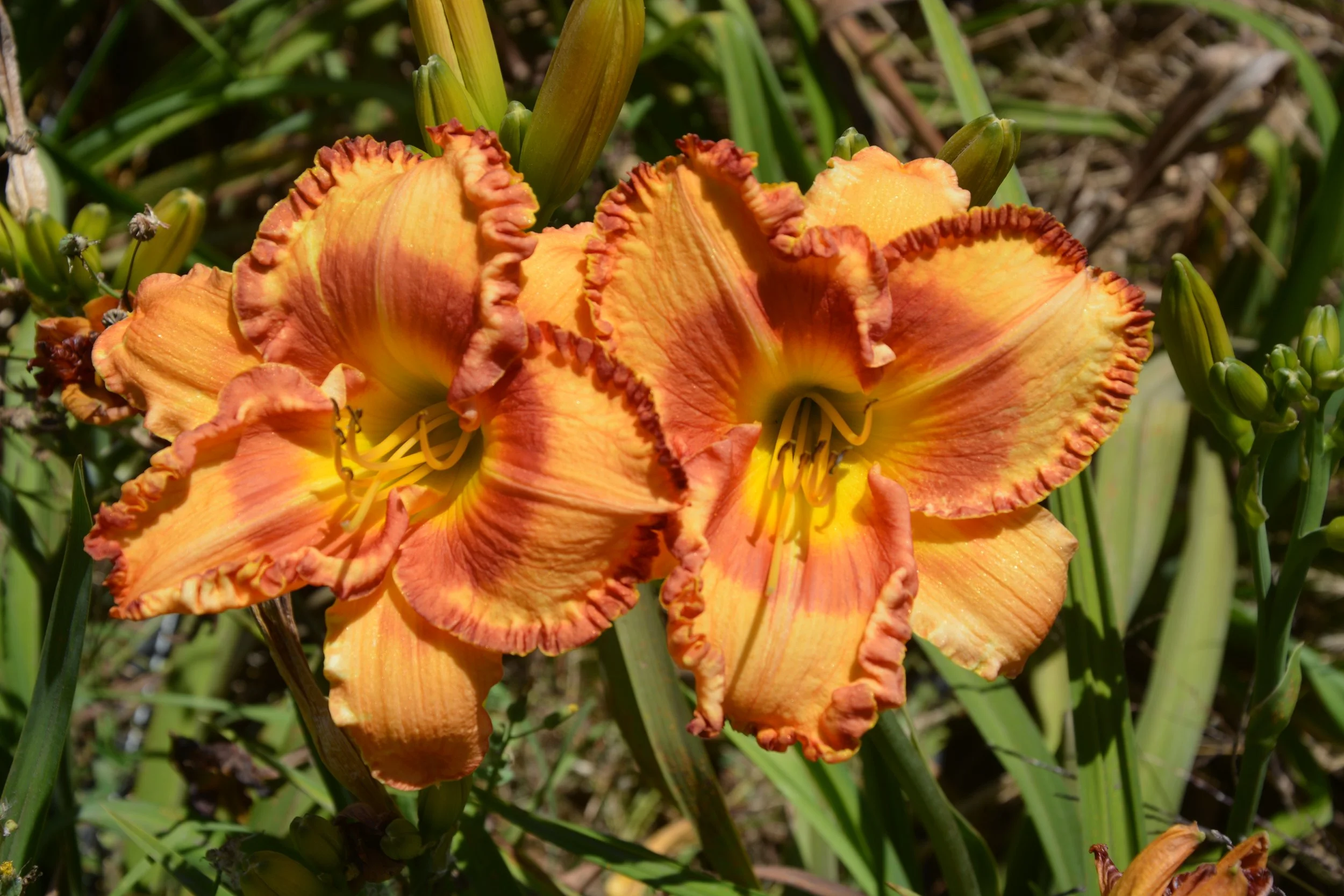 Orlando Adventure (10).JPG