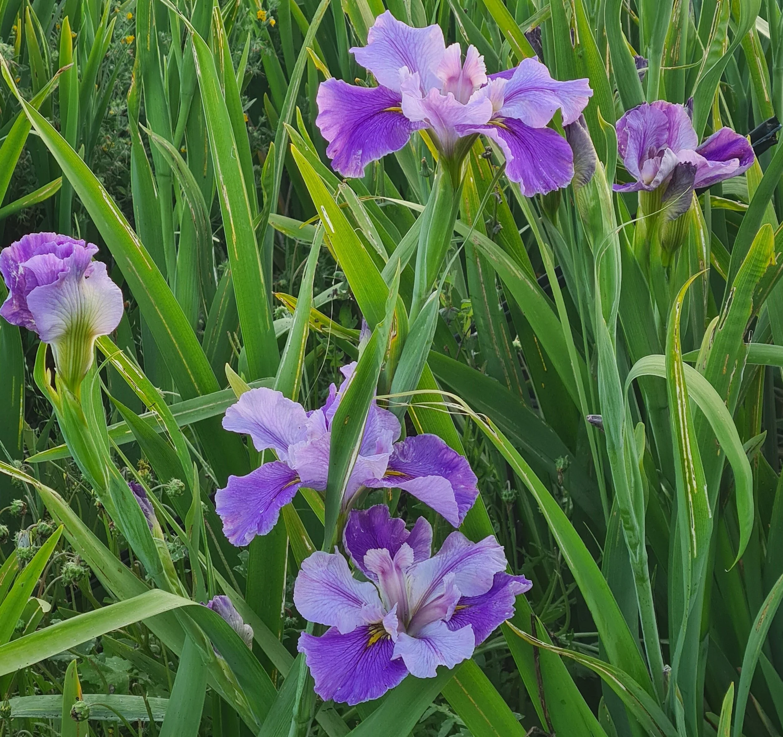 Distant Music  (16).jpg