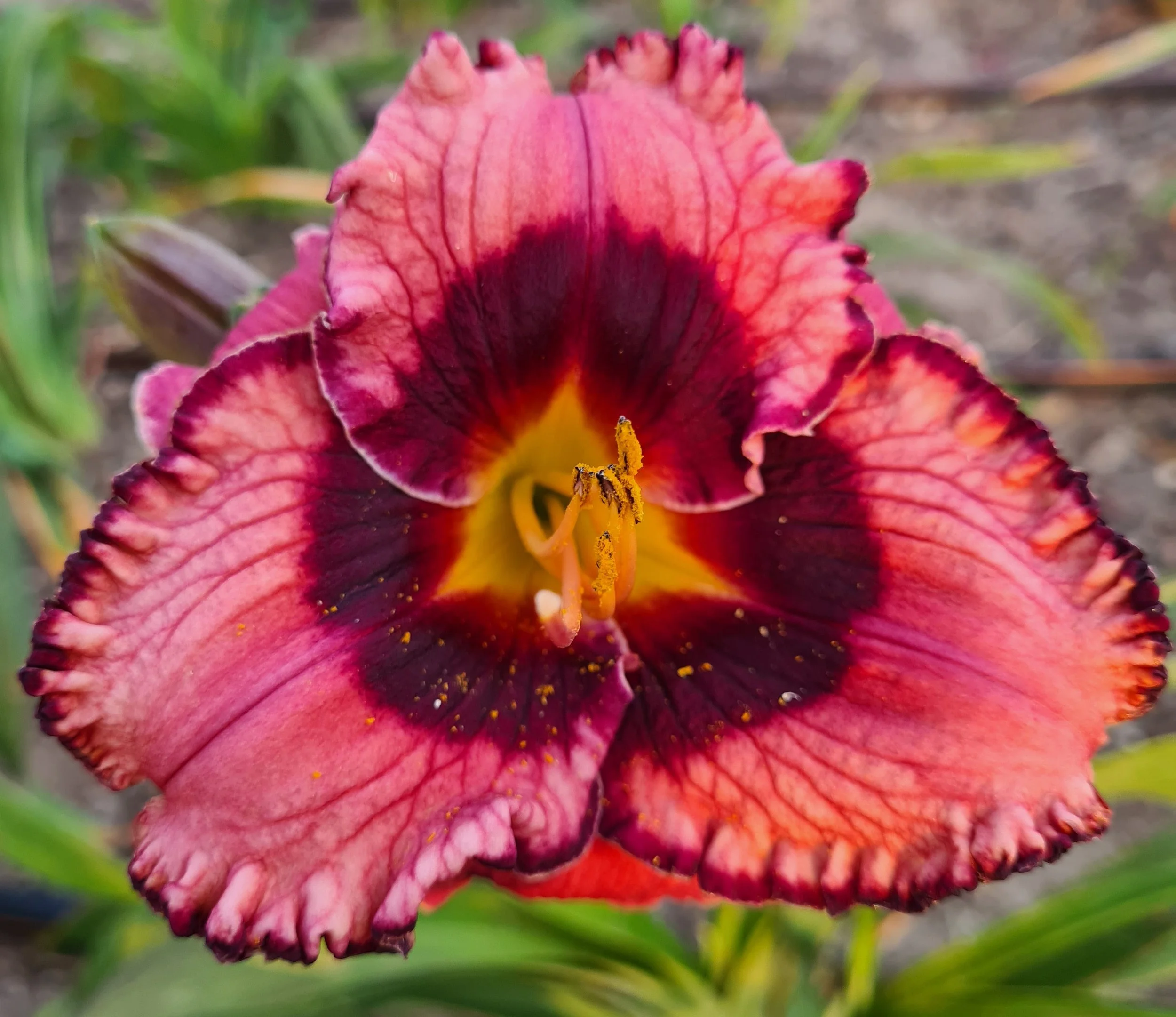 Bold and Banded (7).jpg