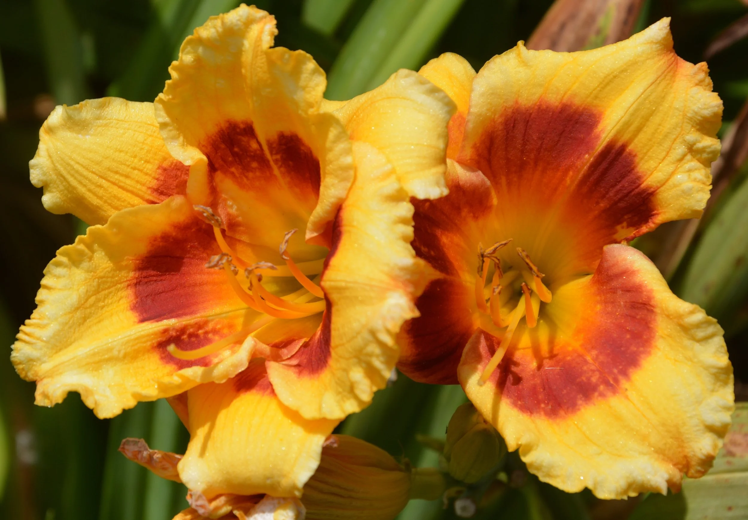 Volcanic Explosion (1).JPG