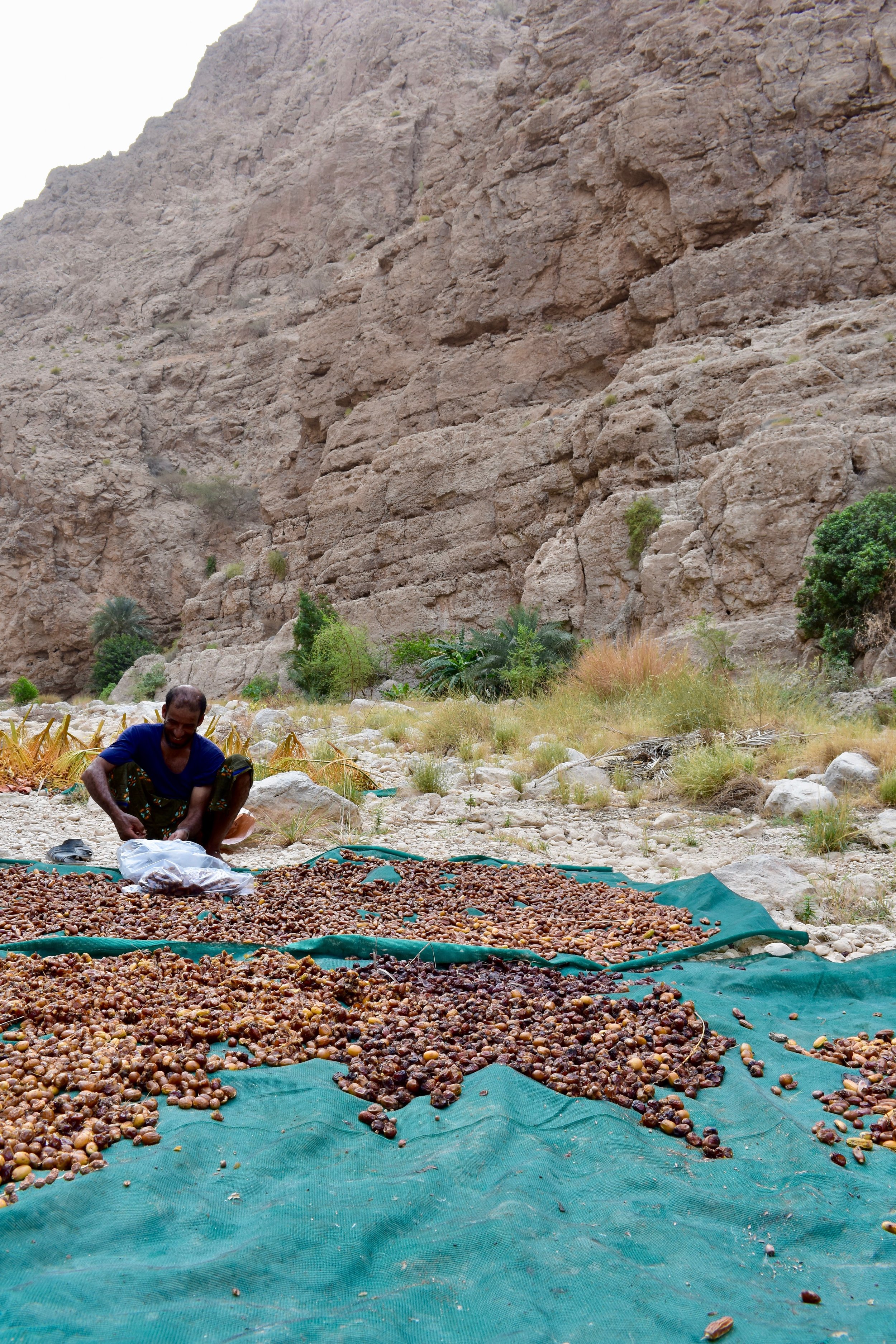  Farmer sorting dates in Wadi Shab  