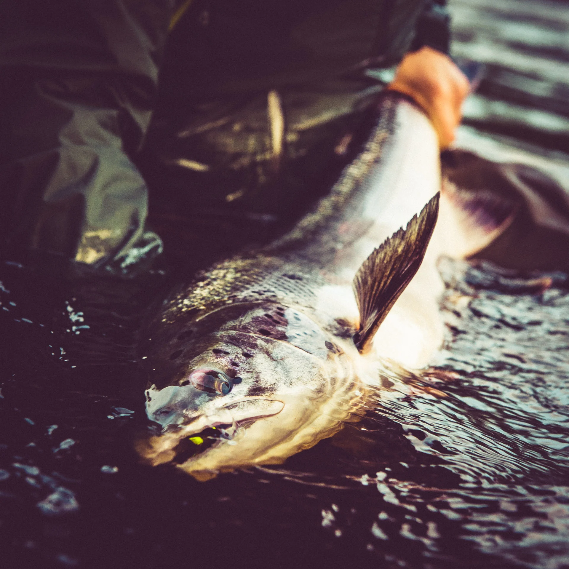 Stiftelsen tillgodoser sitt ändamål genom att ge bidrag till organisationer som arbetar med fiskeförvaltning och fiskevård i Östersjön och dess vattendrag...