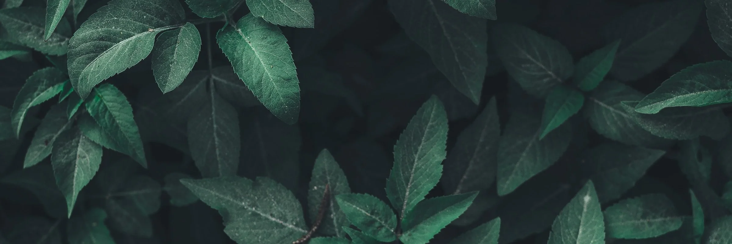nature-break.jpg