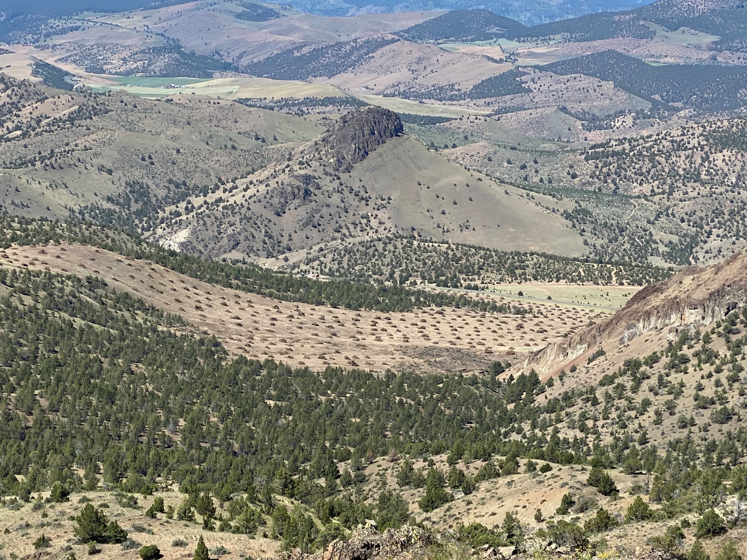 recent juniper cut.jpg