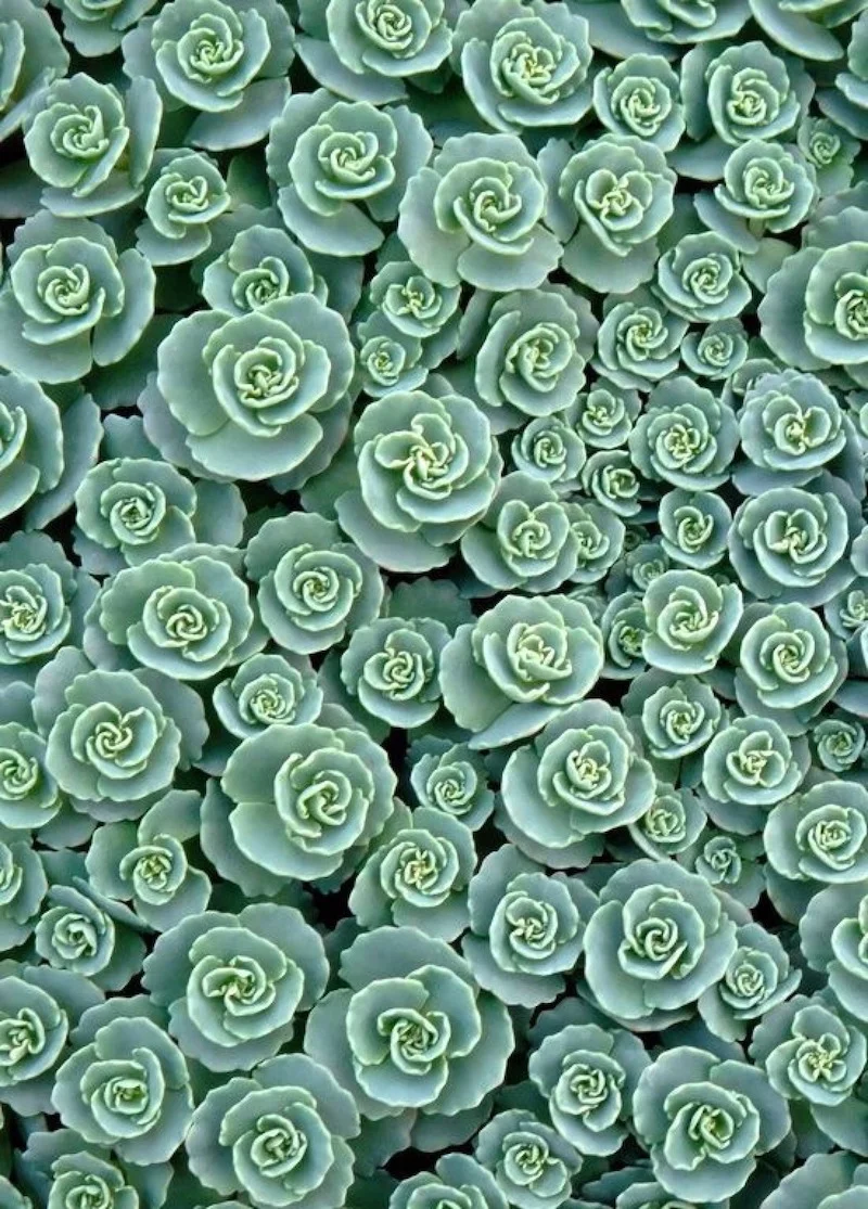 TCKplants5.jpg
