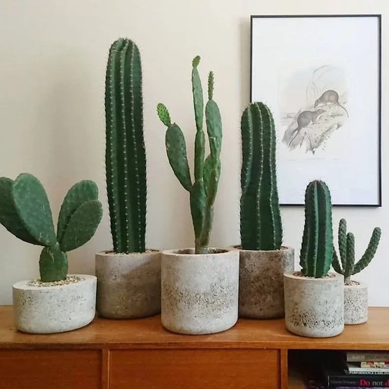 TCKPlants8.jpg