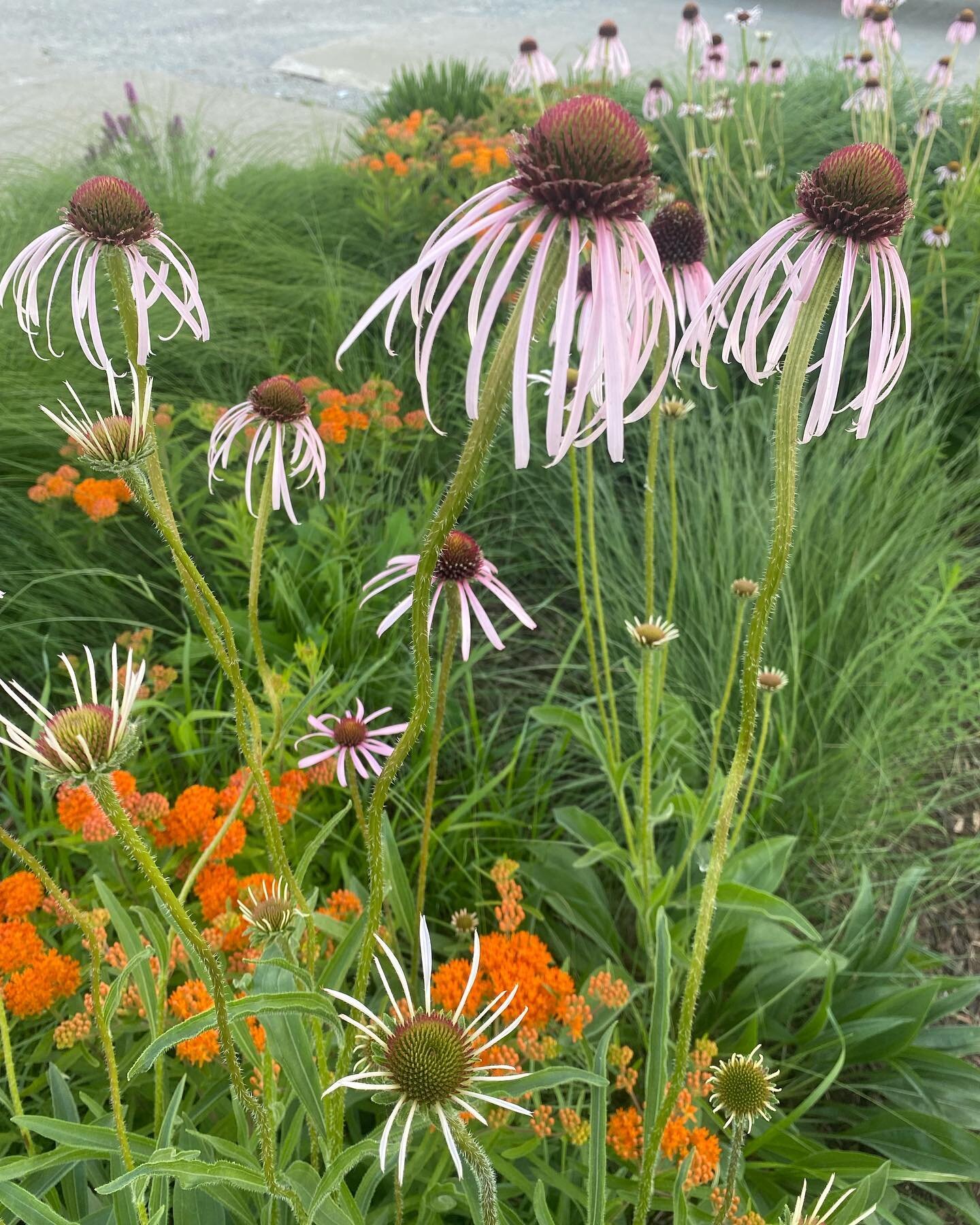 This echinacea pallida is planted in a mixed matrix planting at our shop. This was one of the plants that got me interested in a career as a designer and plantsman. #nativeplants