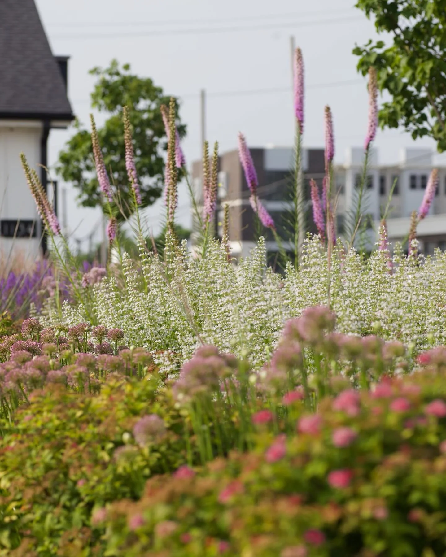This landscape we designed for @boileauconstruction after their beautiful remodel of this commercial building has filled in nicely. Go visit @whitehouseiowacity to see this simple Iowa prairie inspired garden. 

Remodel: @boileauconstruction 
Landsca