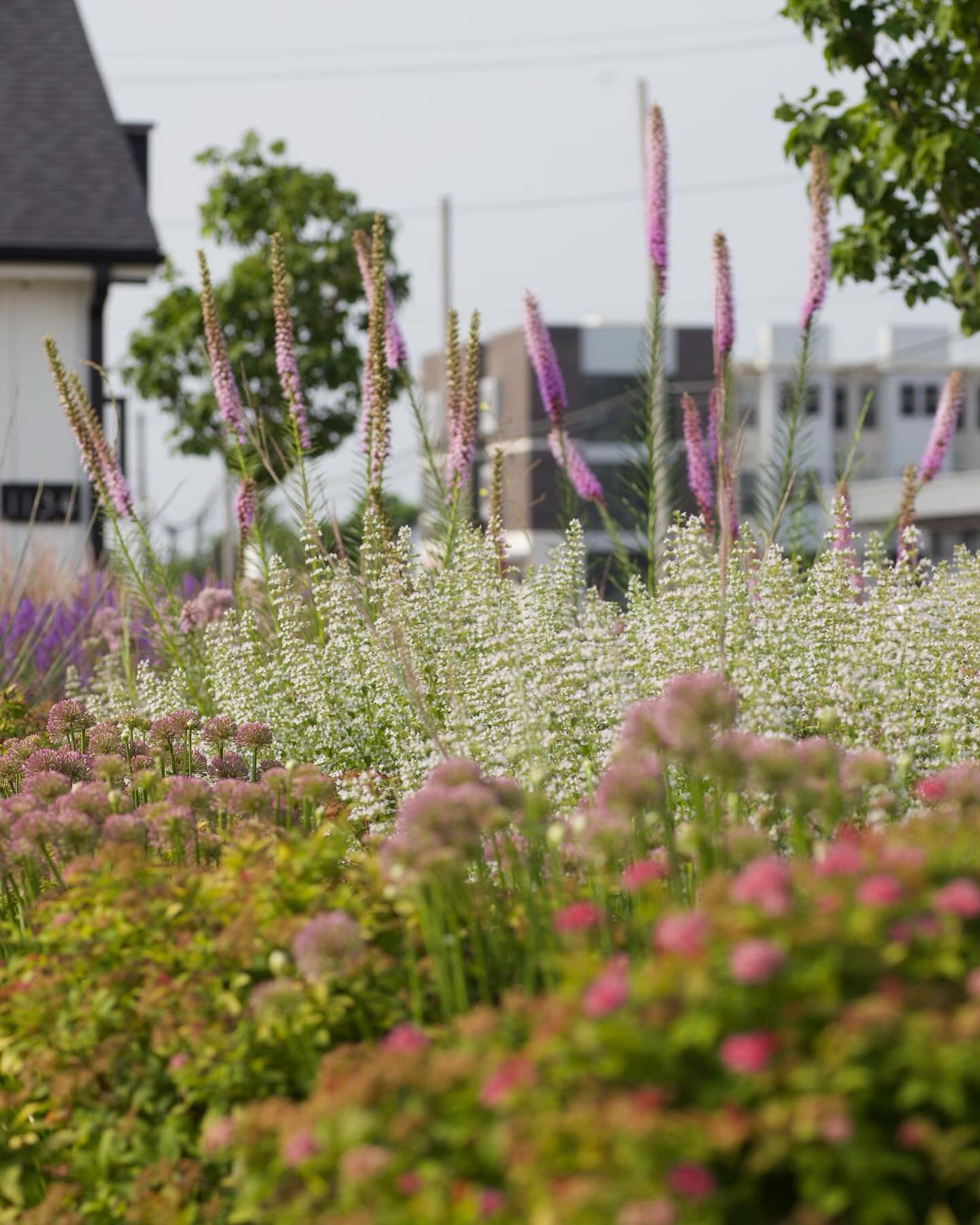 This landscape we designed for @boileauconstruction after their beautiful remodel of this commercial building has filled in nicely. Go visit @whitehouseiowacity to see this simple Iowa prairie inspired garden. 

Remodel: @boileauconstruction 
Landsca