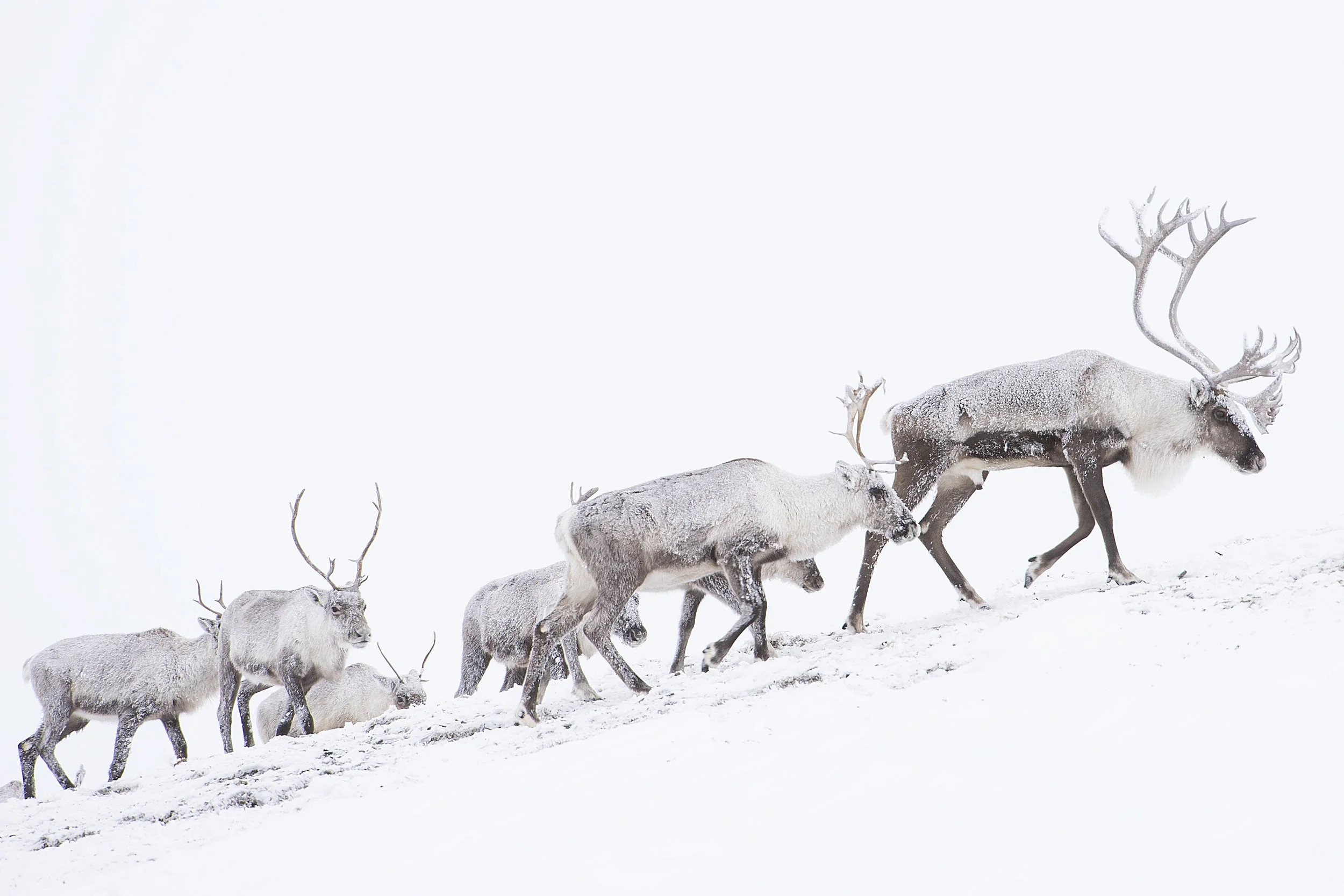 ReturnoftheCaribou0010.jpg