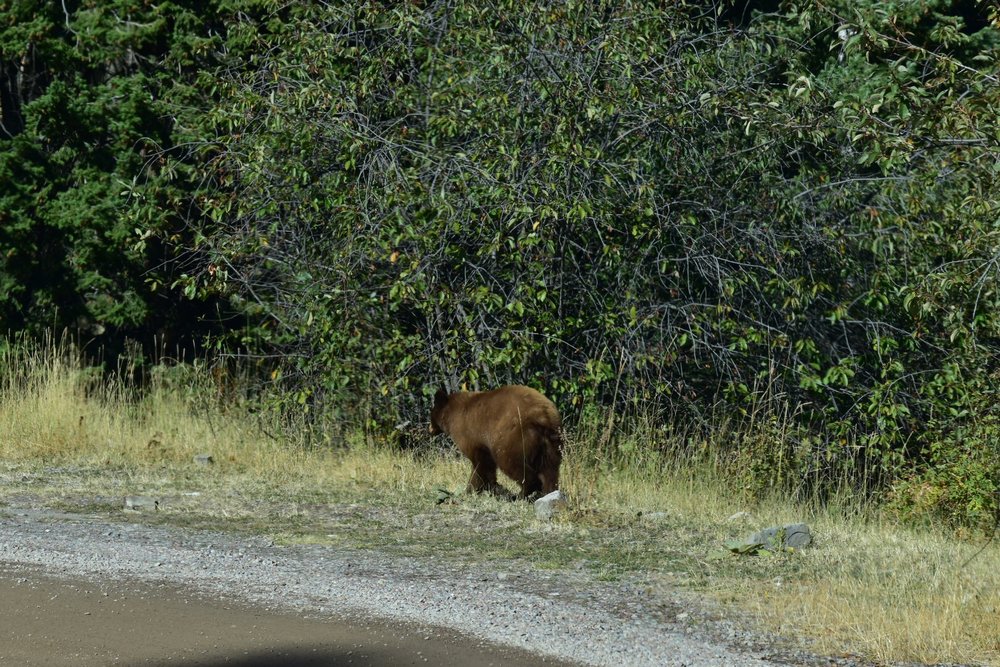  We came across this little guy and scared him.  