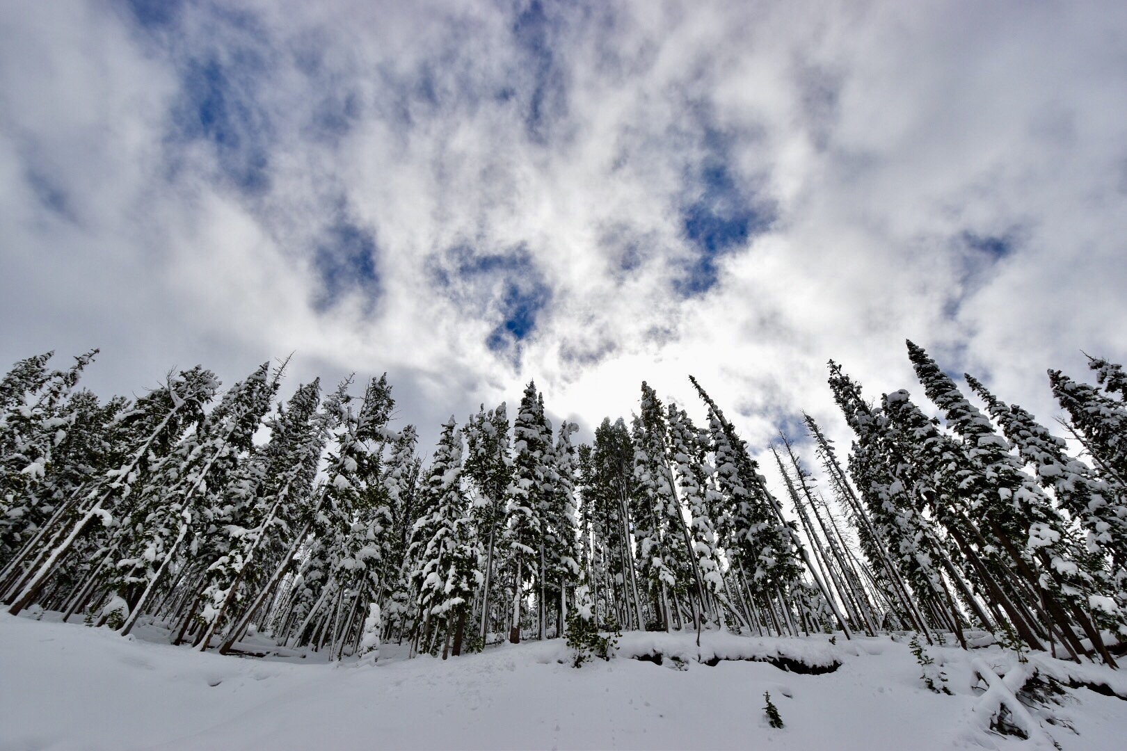 Pinetrees - Yellowstone