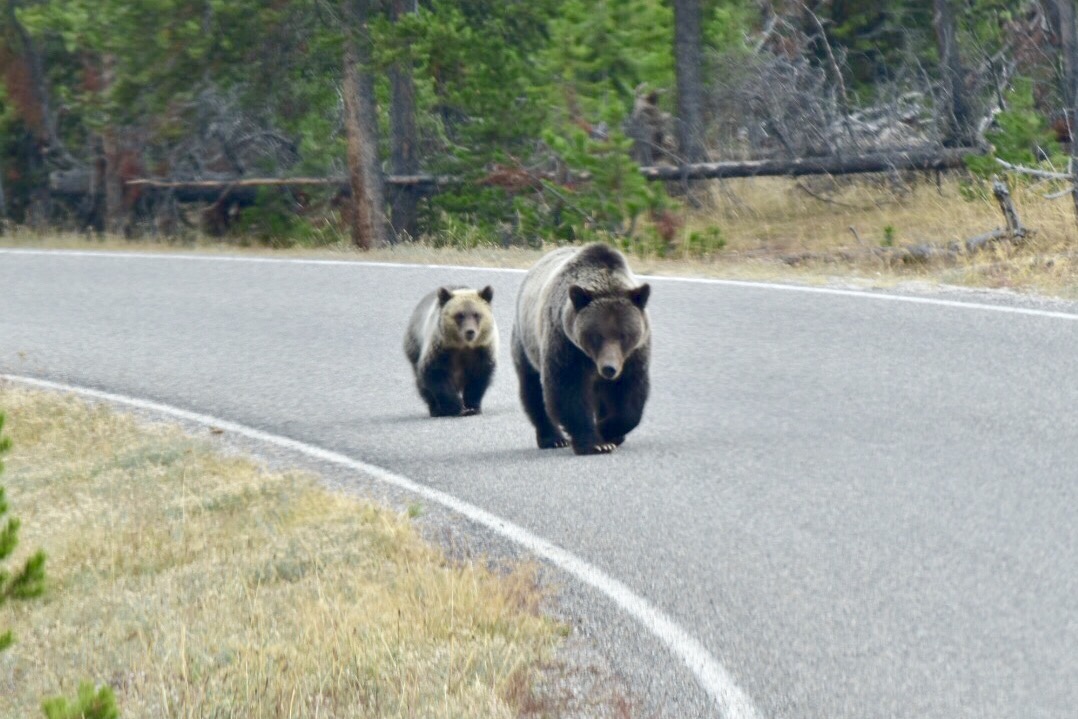 Mama and baby Grizzly - Yellowstone