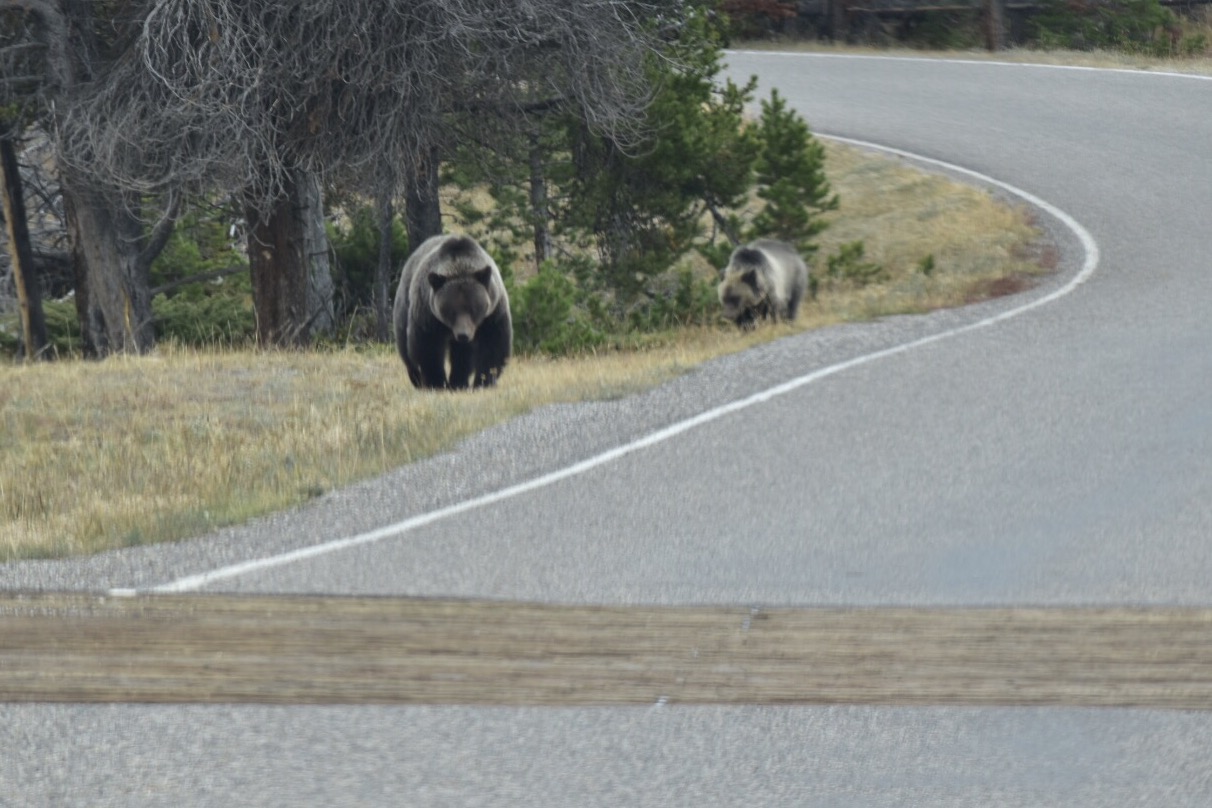 Mama and Baby Grizzly