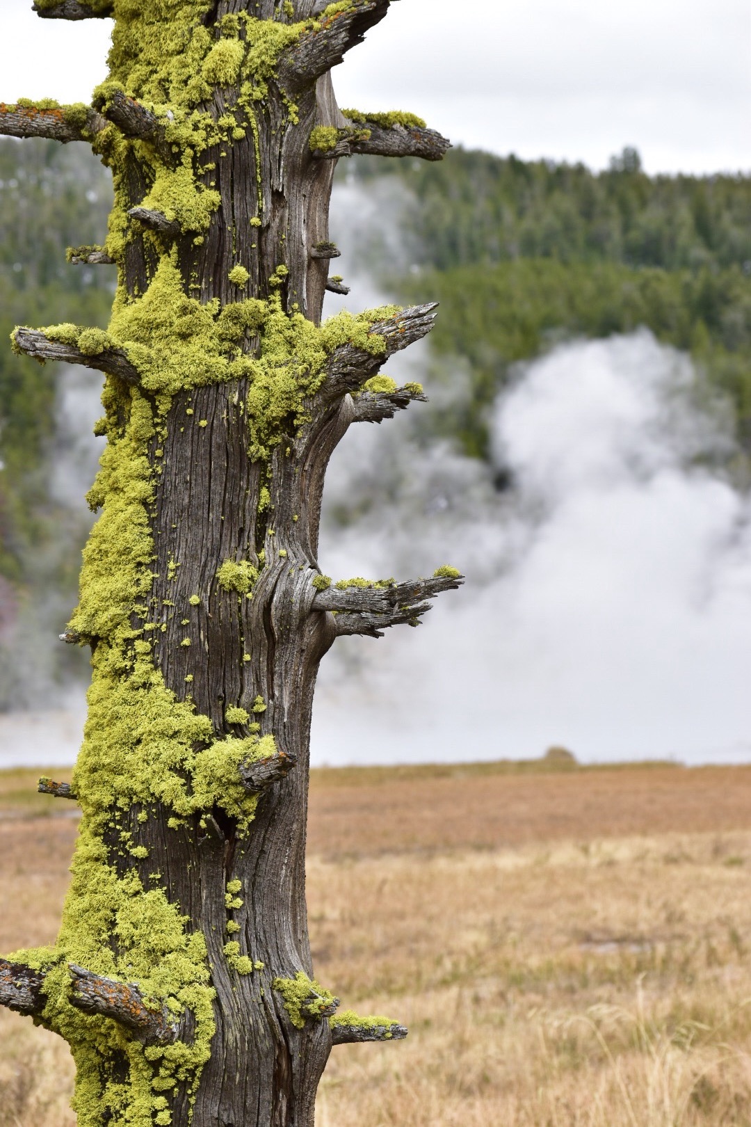 Mossy Tree