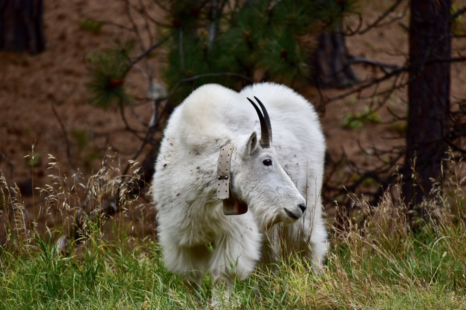 A mountain Goat