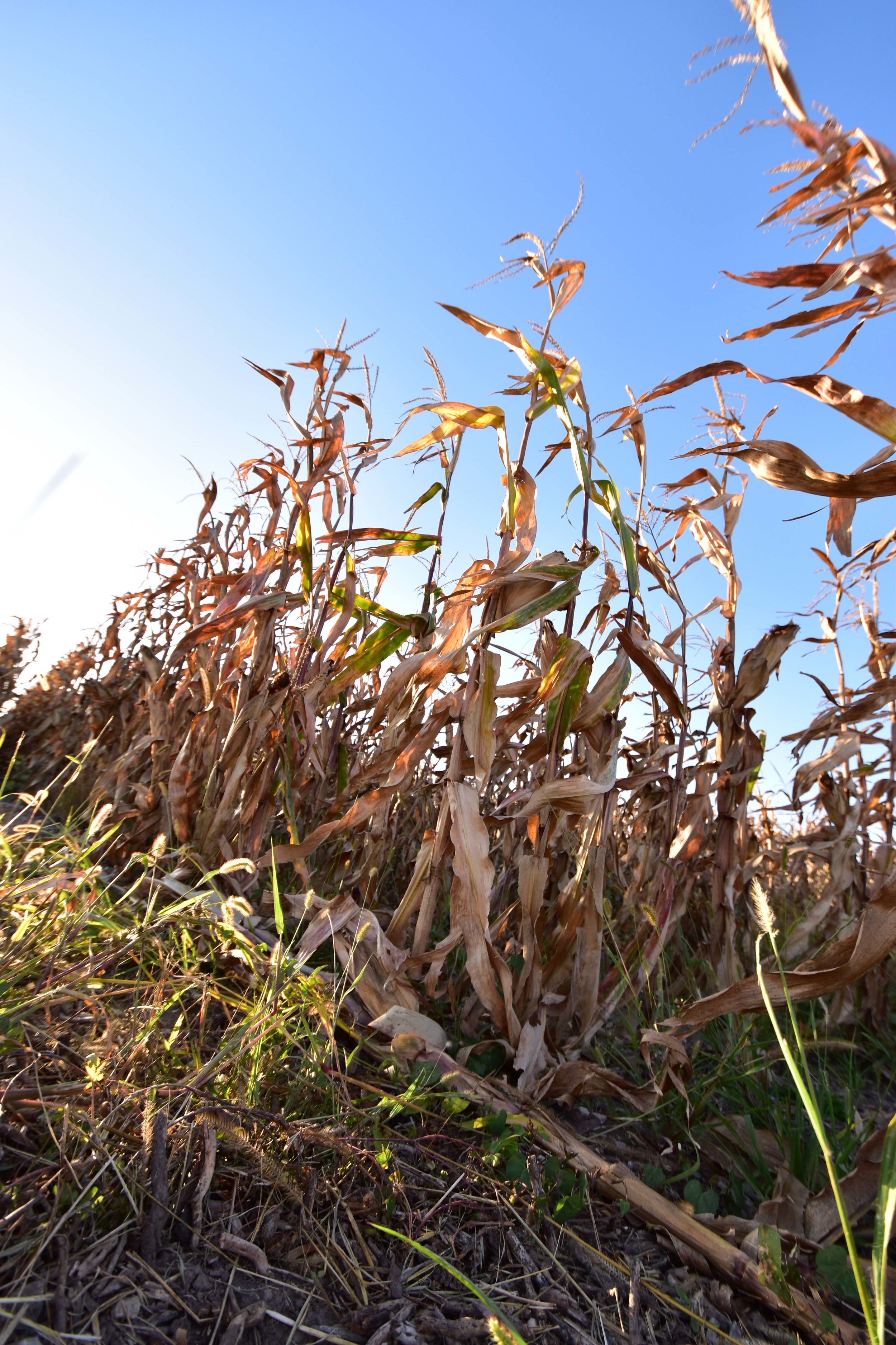 Nebraska Corn