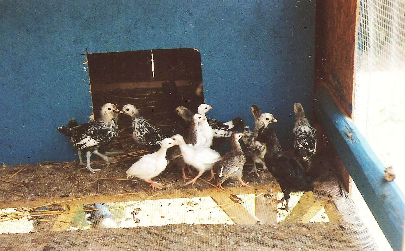 Chickens 1.jpg