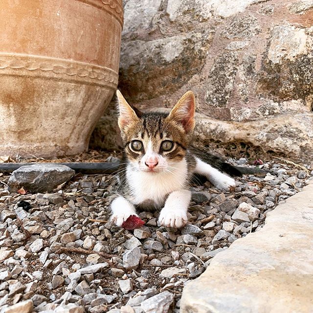 I may be turning into a cat person as well. Chance would flip! But these little kittens everywhere are too dang cute. #greece #catlady #kittens #arkadimonastery #crete #travel #animals #lovekittens #lovecats #wildkittens #funnykitten #goexplore