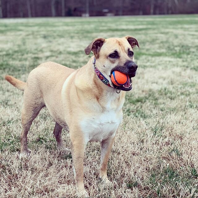 A dog and his ball. This little muddy nugget is the best in the world! ❤️ #dogsofinstagram #lovedogs #dogmomlife #muttsarethebest #doglife #playingfetch #saturdayvibes #getmuddy