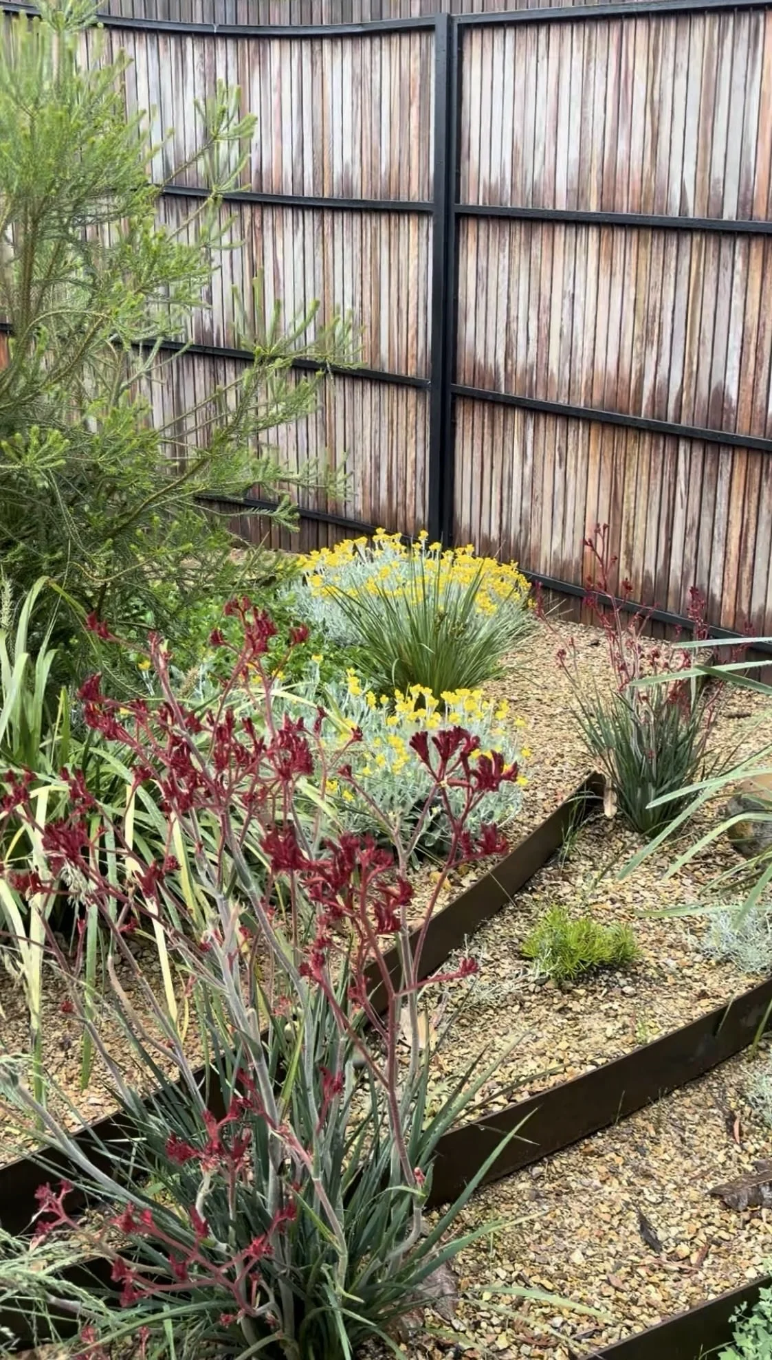 Terraced Courtyard in late spring, with yellow buttons flowering among tall red kangaroo paws and established Australian native planting.