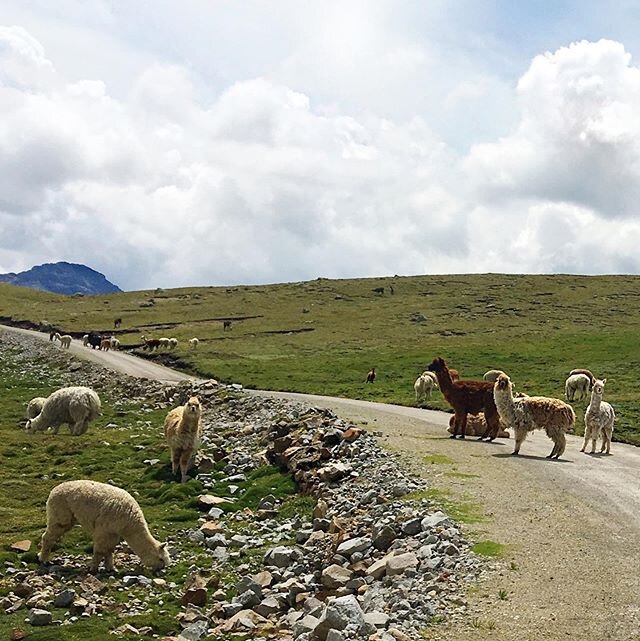There&rsquo;s traffic everywhere these days.  #alpacapileup #alpaca #Andes  #womenempowerment #nonprofit #givingback #changetheworld