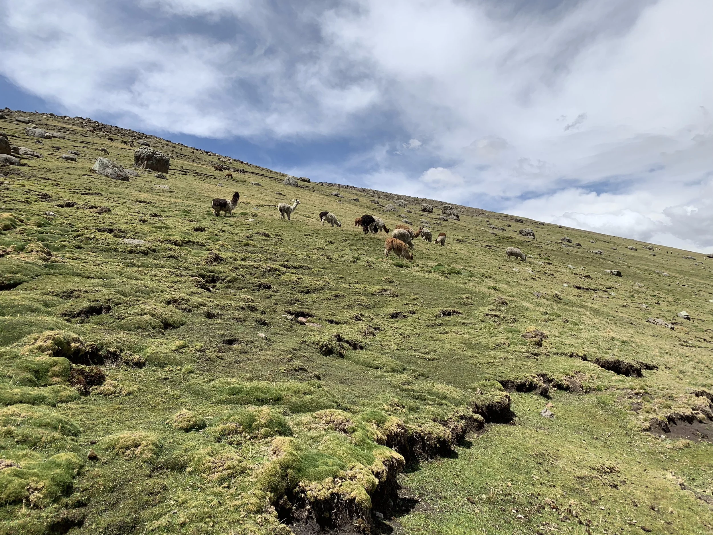 Alpacas in the Andes above Ayacucho