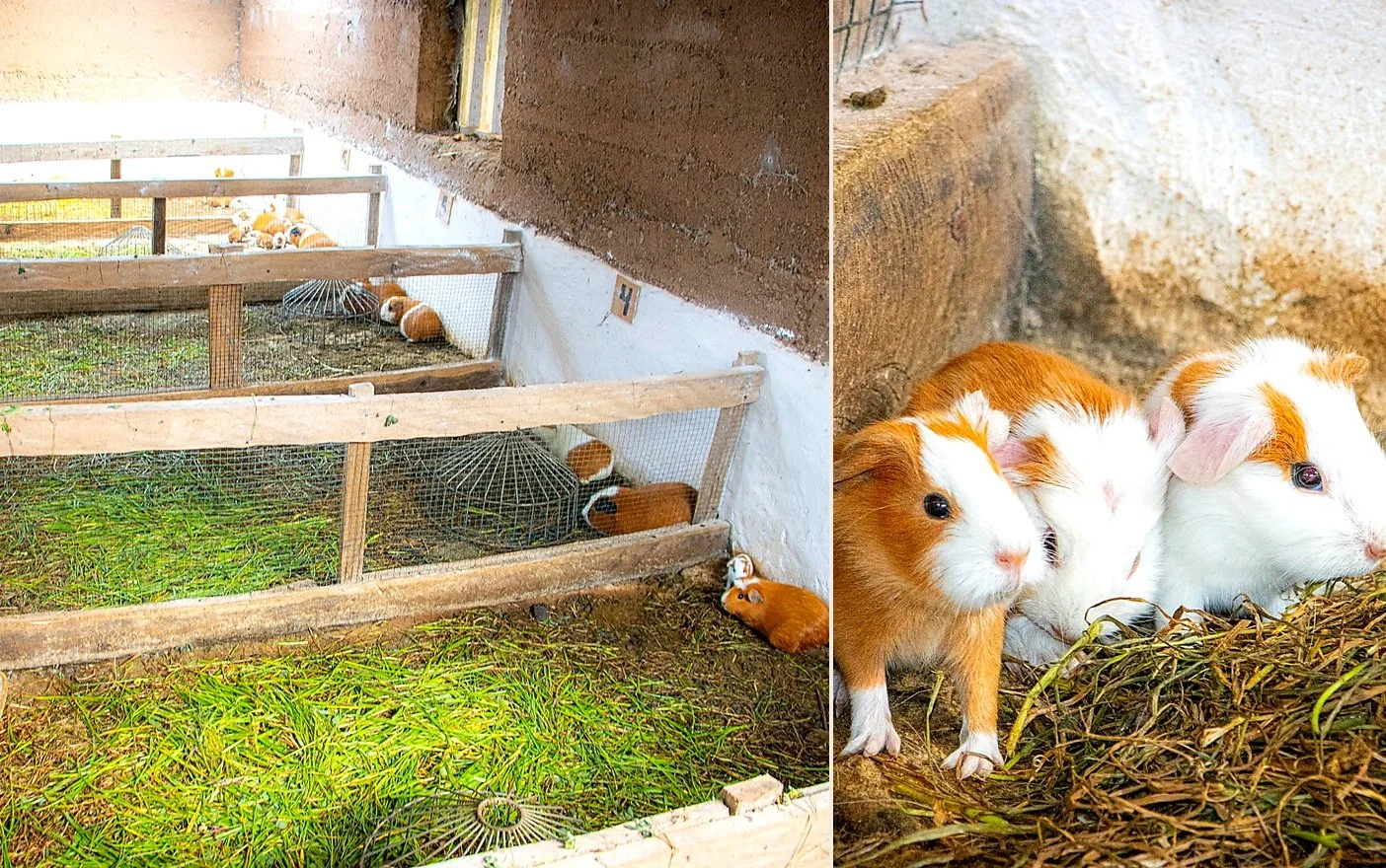 Guinea pig farm in Vinchos