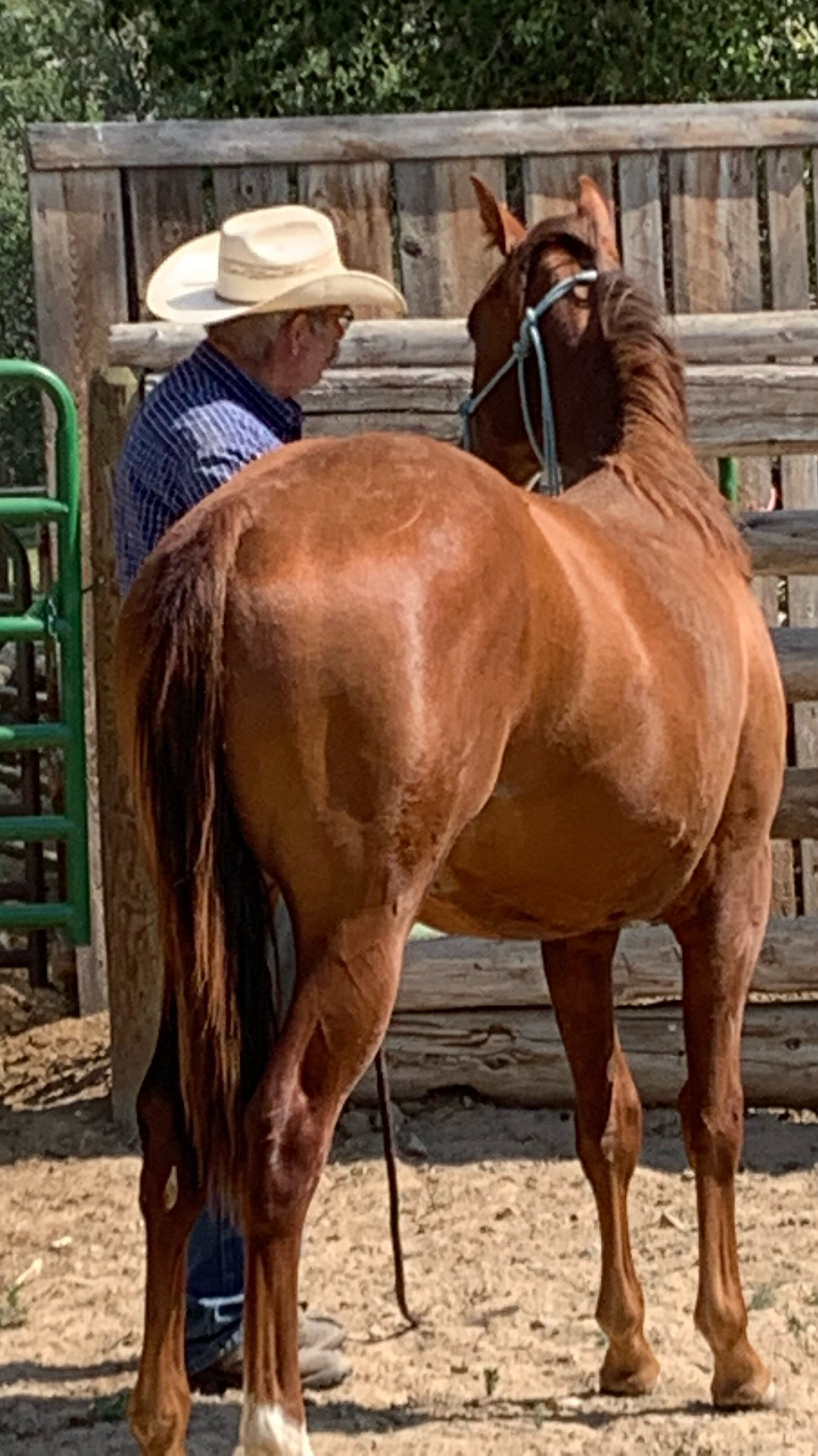 yearling ground work 2.jpeg