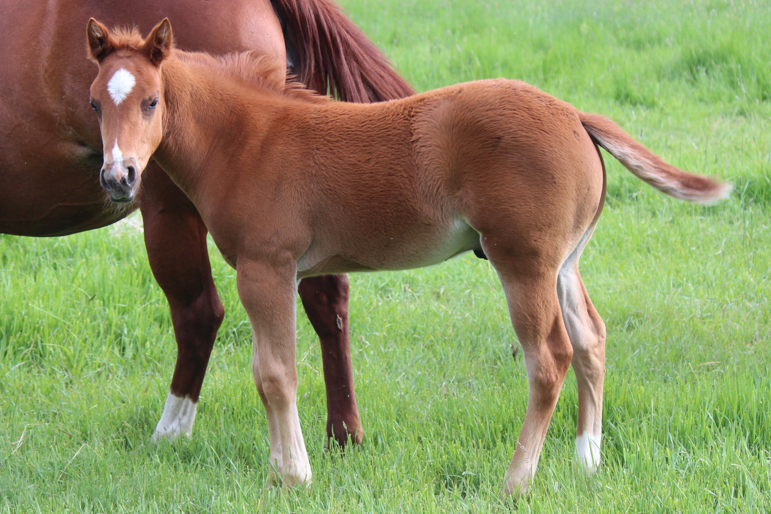 Goober Hind End-5.jpg