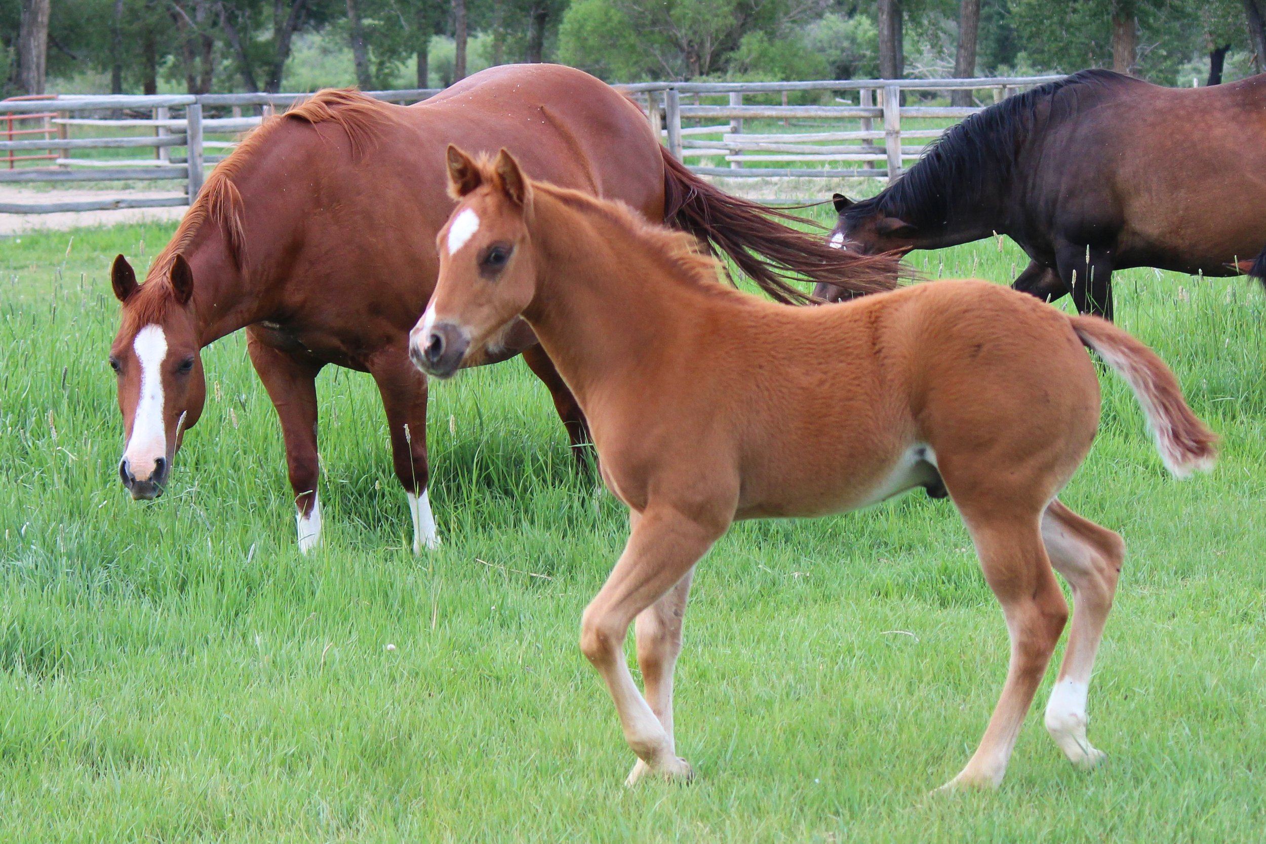 Goober Hind End-9.jpg