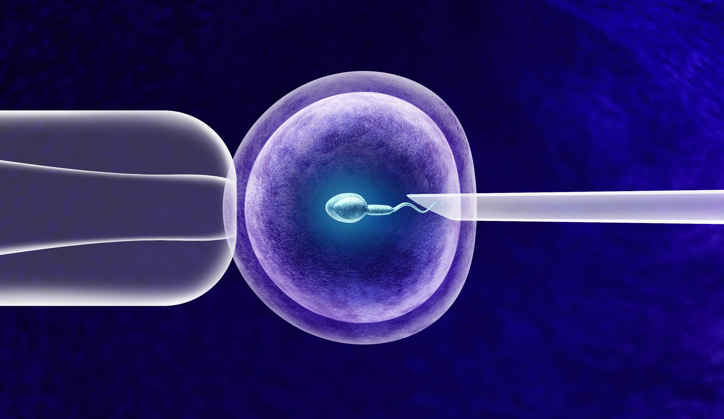 Standard IVF (ICS) with Very Large Sperm to Better Demonstrate the Procedure