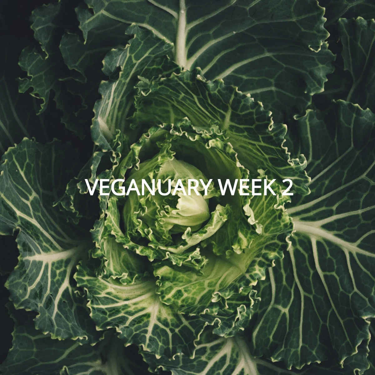 Veganuary Week 2